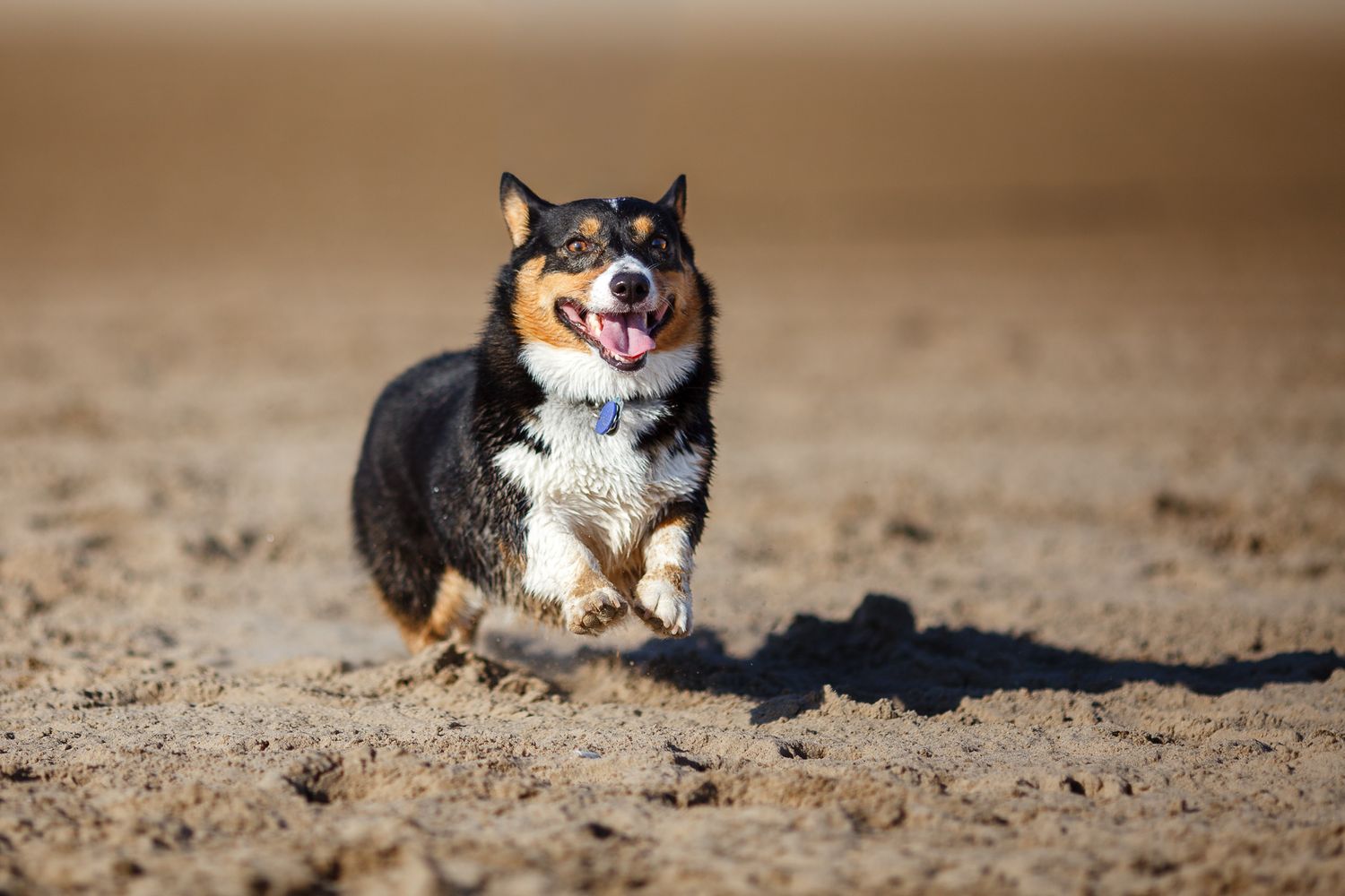 Energetic tricolor corgi running fast across a sandy beach with tongue out.