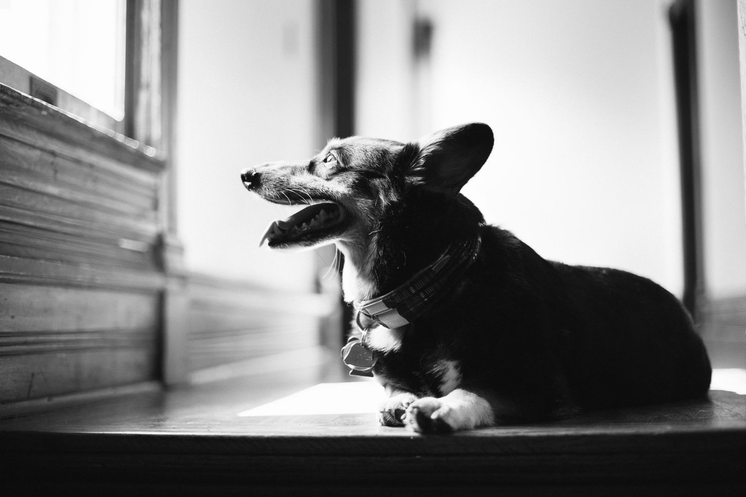 Black and white photo of a Corgi dog lying on wooden floor near window in soft light.