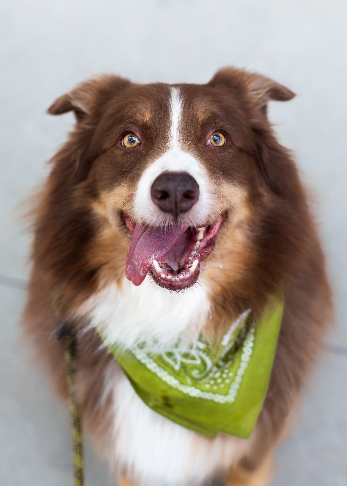 Happy Australian Shepherd dog with heterochromia wearing a green bandana smiling.
