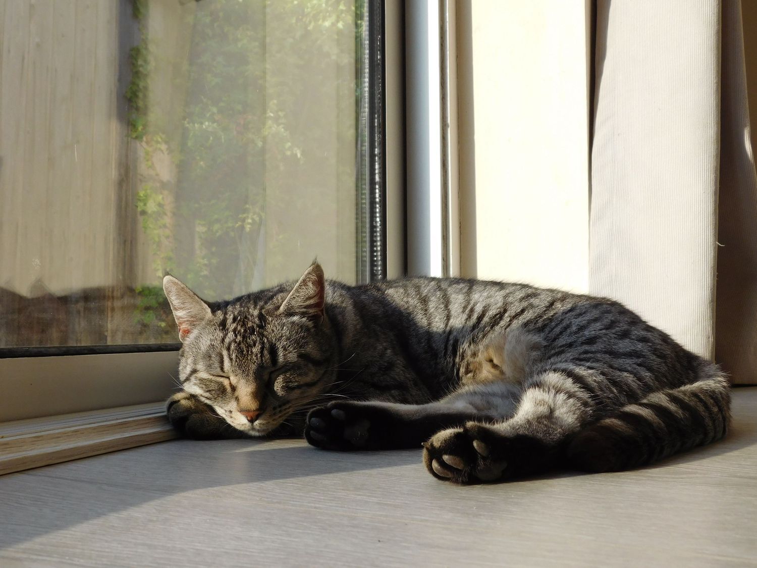 Striped tabby cat curled up napping on a sunny window ledge beside a glass door.