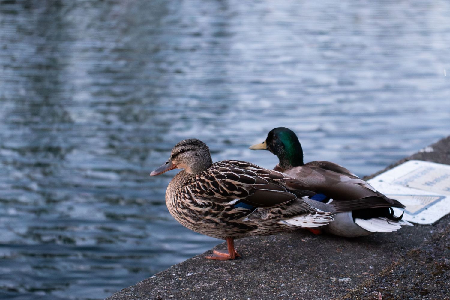 A male and female mallard duck resting side by side on a rocky ledge beside calm water.