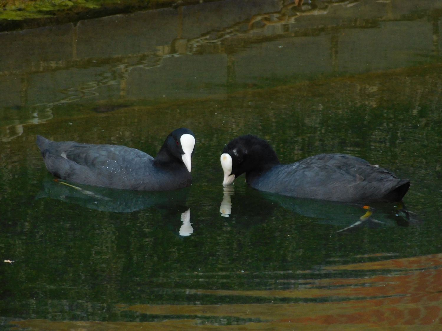 Two black coots with white beaks facing each other while swimming in green reflective water.