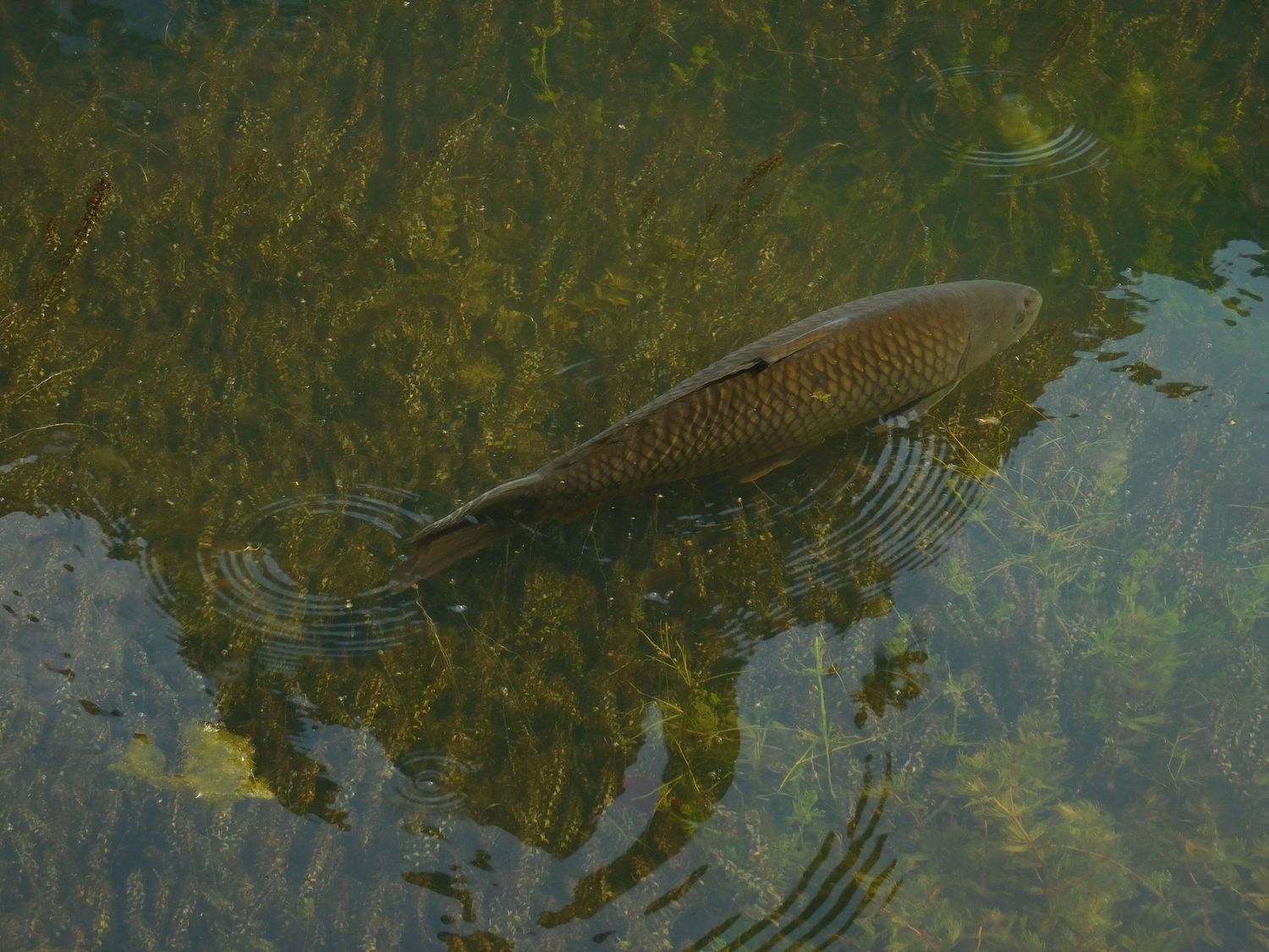 A large golden carp swimming near the surface of a clear shallow pond with aquatic plants.