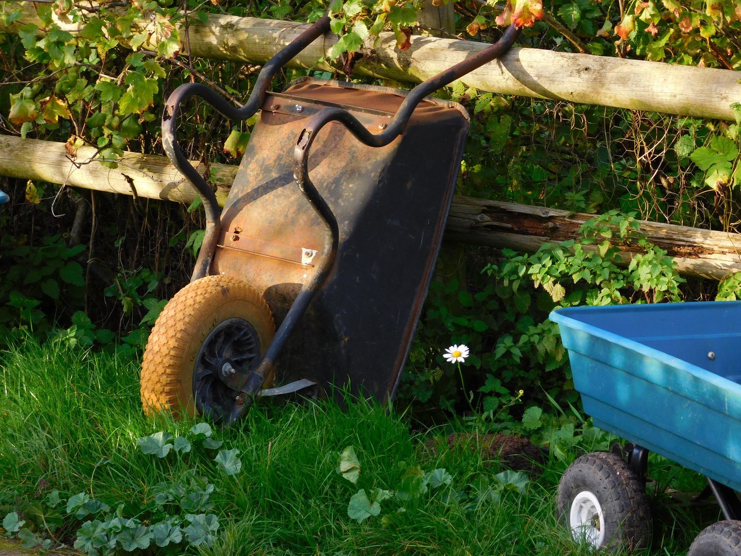 A rusty old wheelbarrow beside a blue cart in a lush green garden.