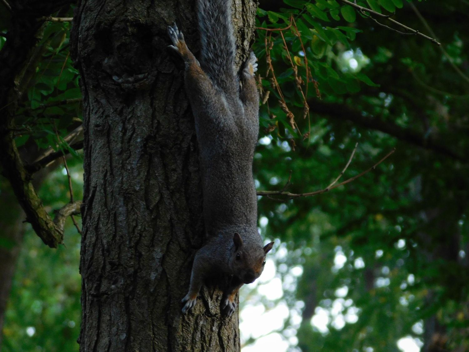 A gray squirrel climbing headfirst down the rough bark of a large tree in a forest.