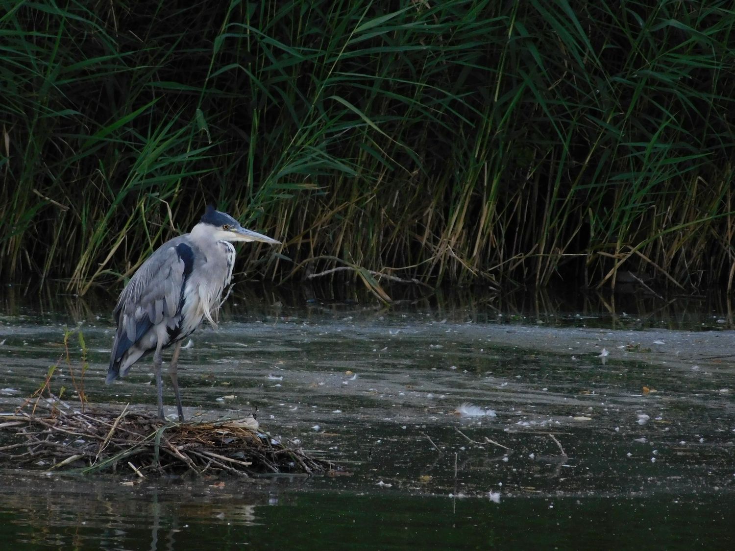 Grey heron standing still on debris at waters edge surrounded by tall green reeds.