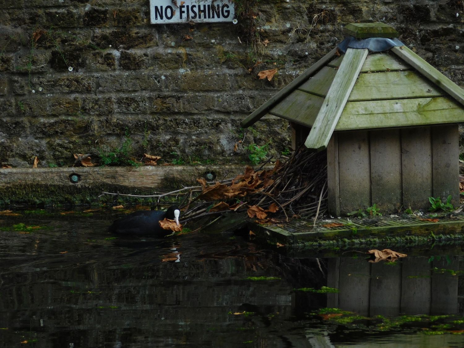 A duck swims near a wooden duck house by a stone wall with a No Fishing sign.