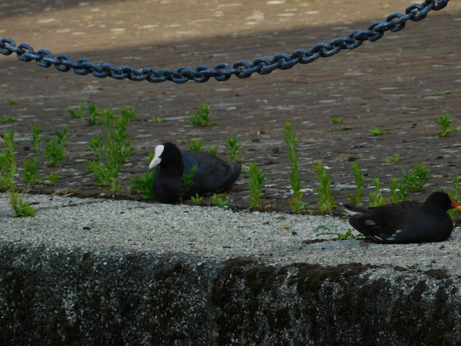 Two black coots resting on a stone ledge near a blue chain and green weeds.
