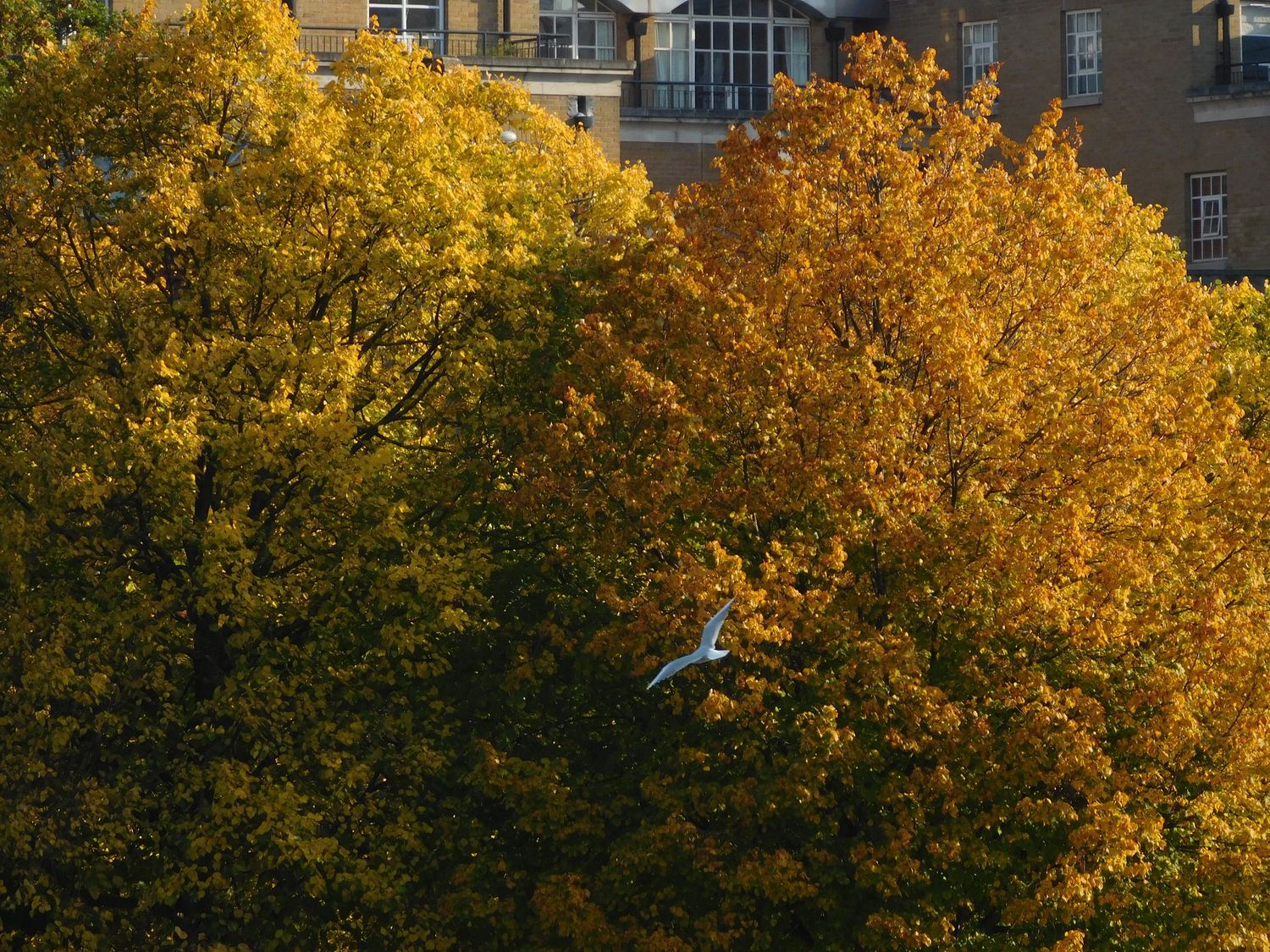 A bird in flight soaring above vibrant golden autumn trees with a city building in the background.