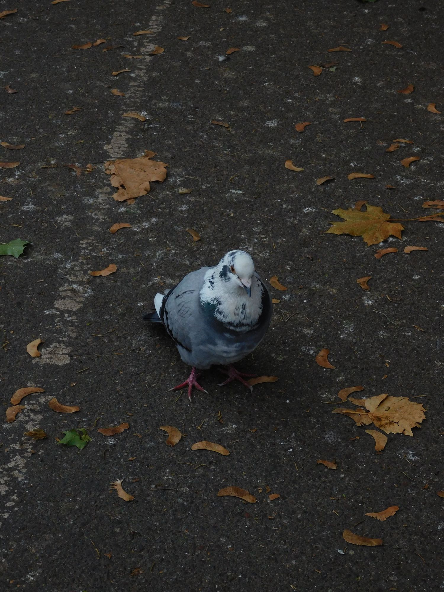 A plump grey pigeon stands on wet pavement surrounded by scattered autumn leaves.