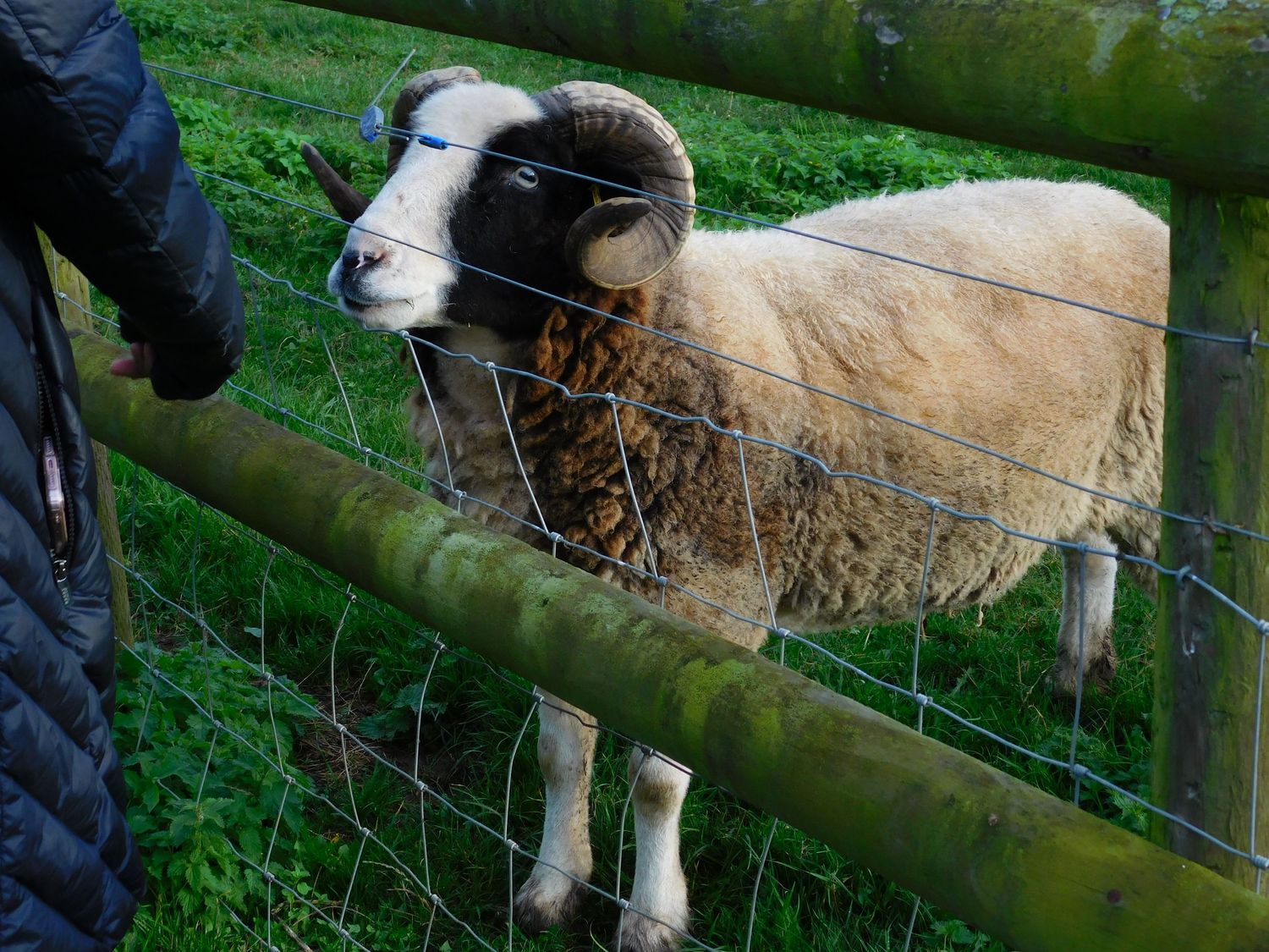 A horned sheep with blue ear tag stands at a wire fence being hand-fed.