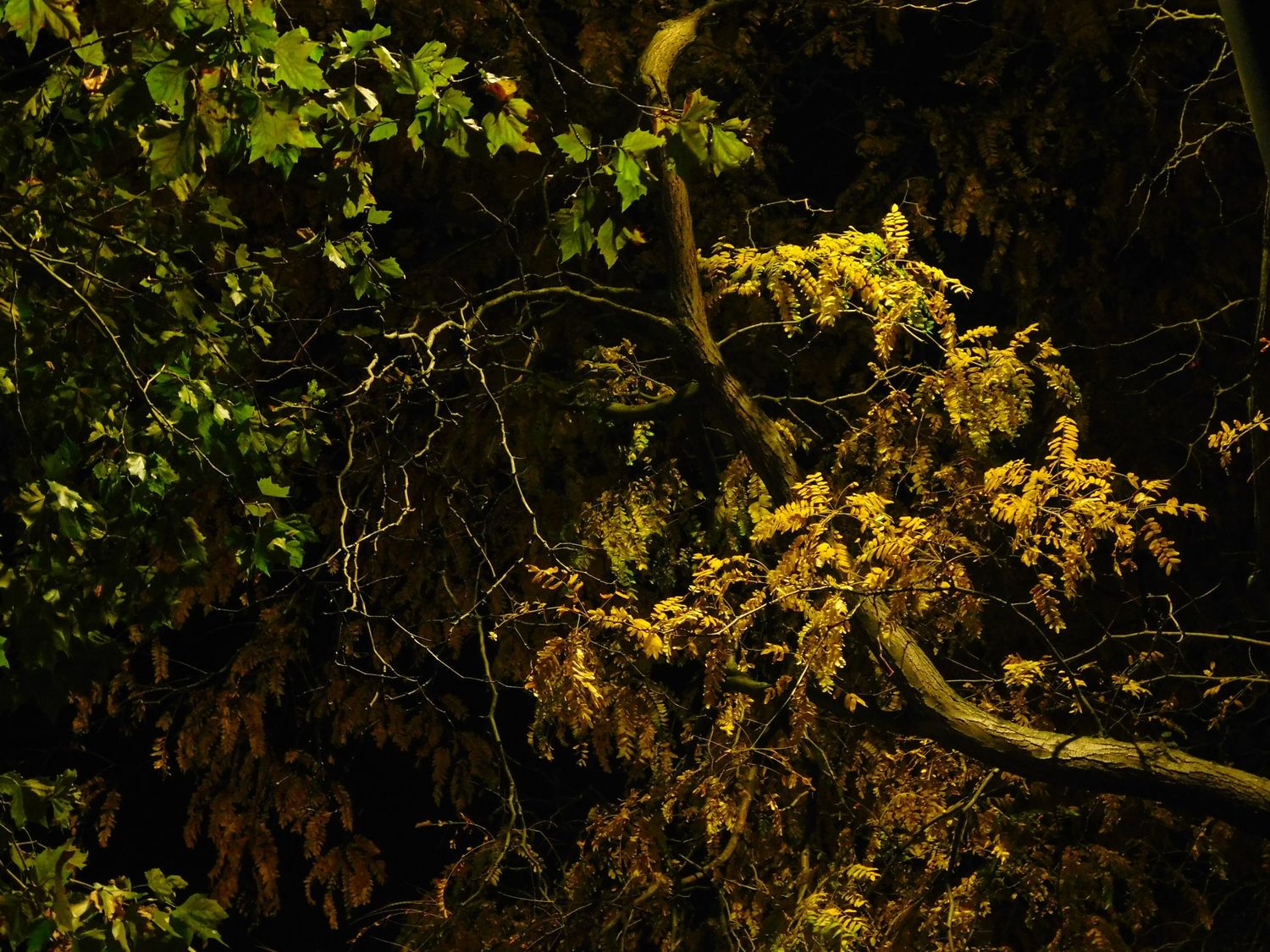 Golden yellow autumn leaves illuminated on dark tree branches in a forest.
