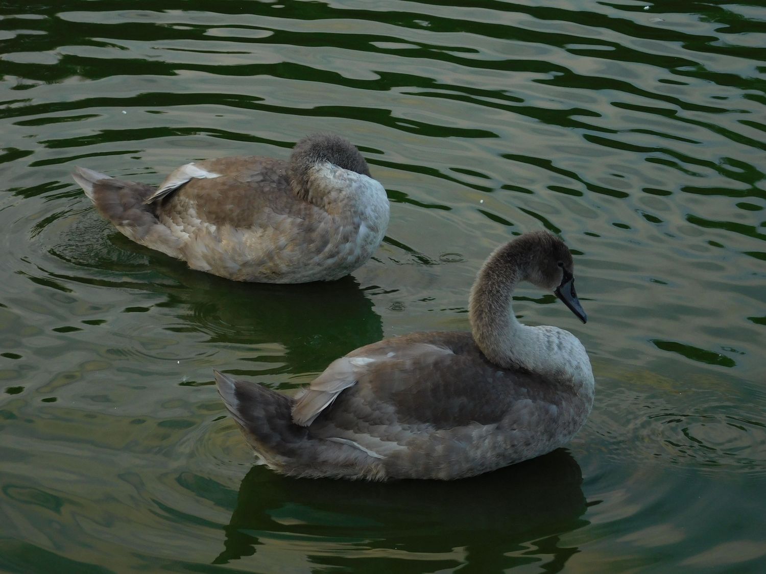 Two juvenile grey swans swimming together in green rippling water.