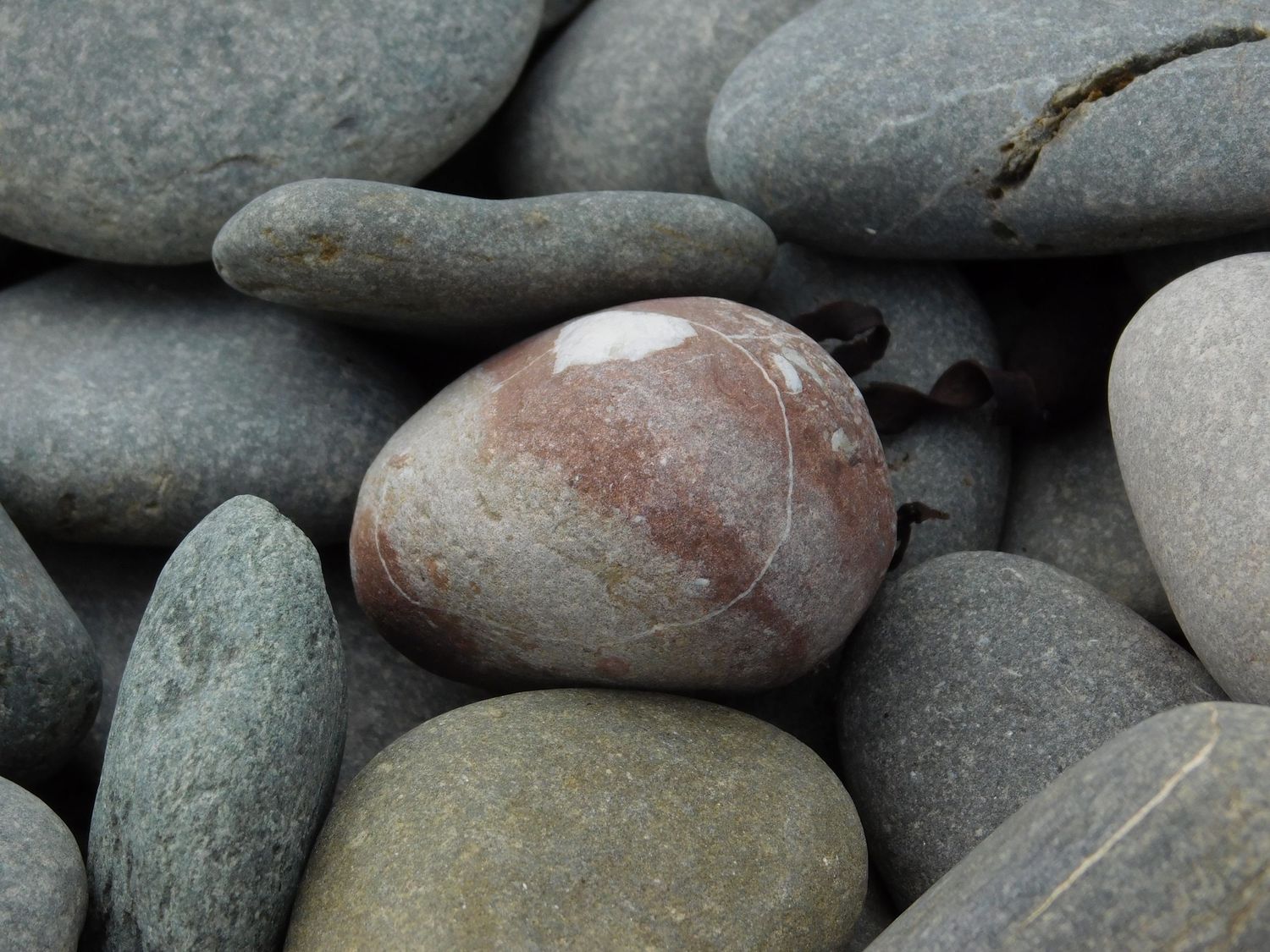 A reddish-brown smooth stone stands out among grey and green rounded pebbles on a beach.