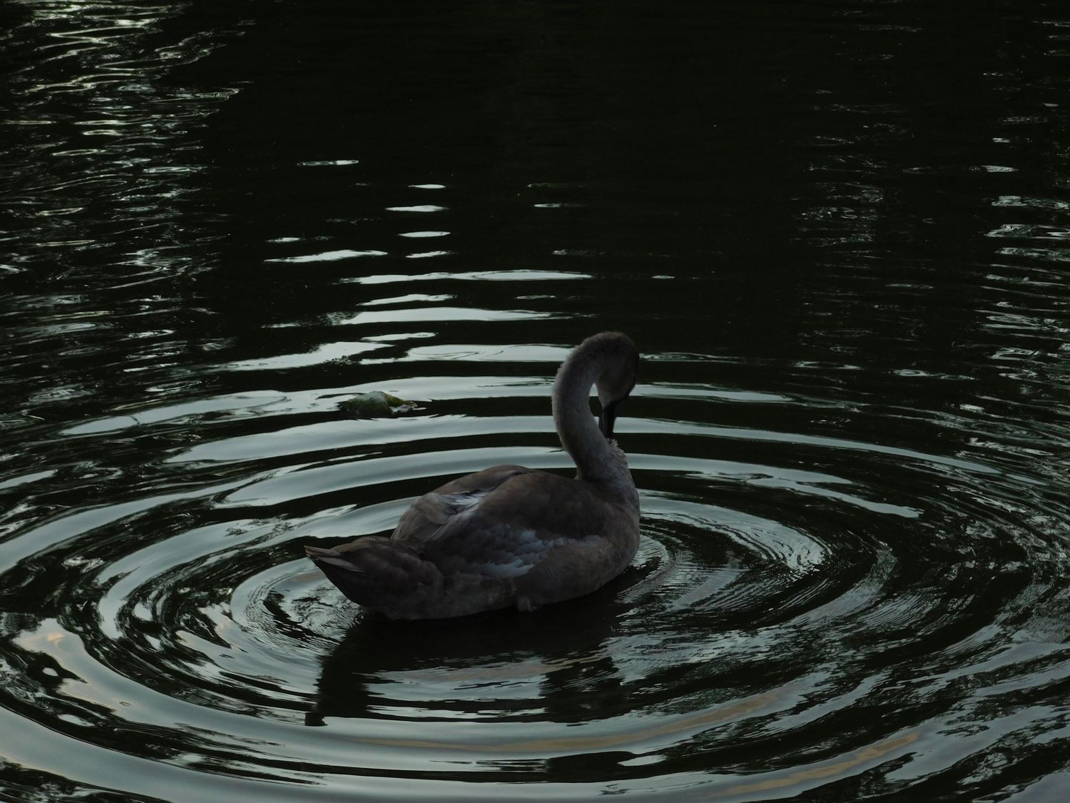 Black swan swimming gracefully in dark water creating circular ripples at night.