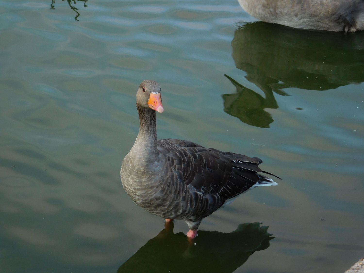 A grey goose with an orange beak standing in shallow green water.