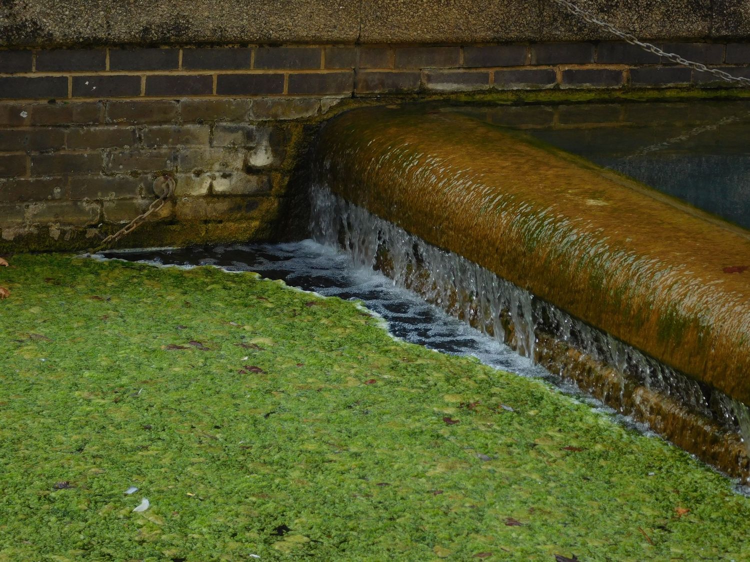 Water cascading over a mossy stone weir beside a brick wall into a green algae-covered pond.