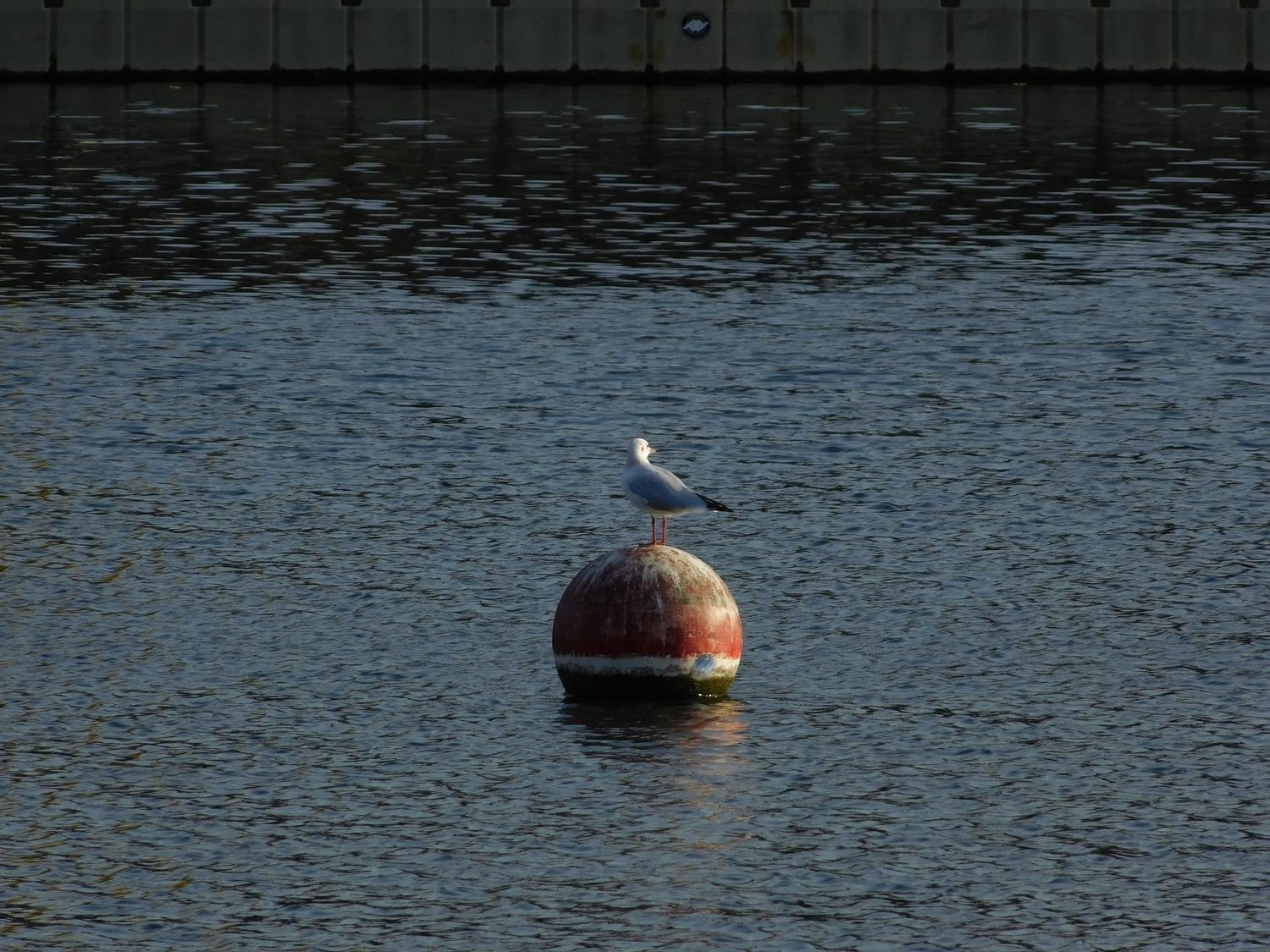 Lone seagull standing on a weathered red buoy in a calm blue harbor with a stone wall backdrop.