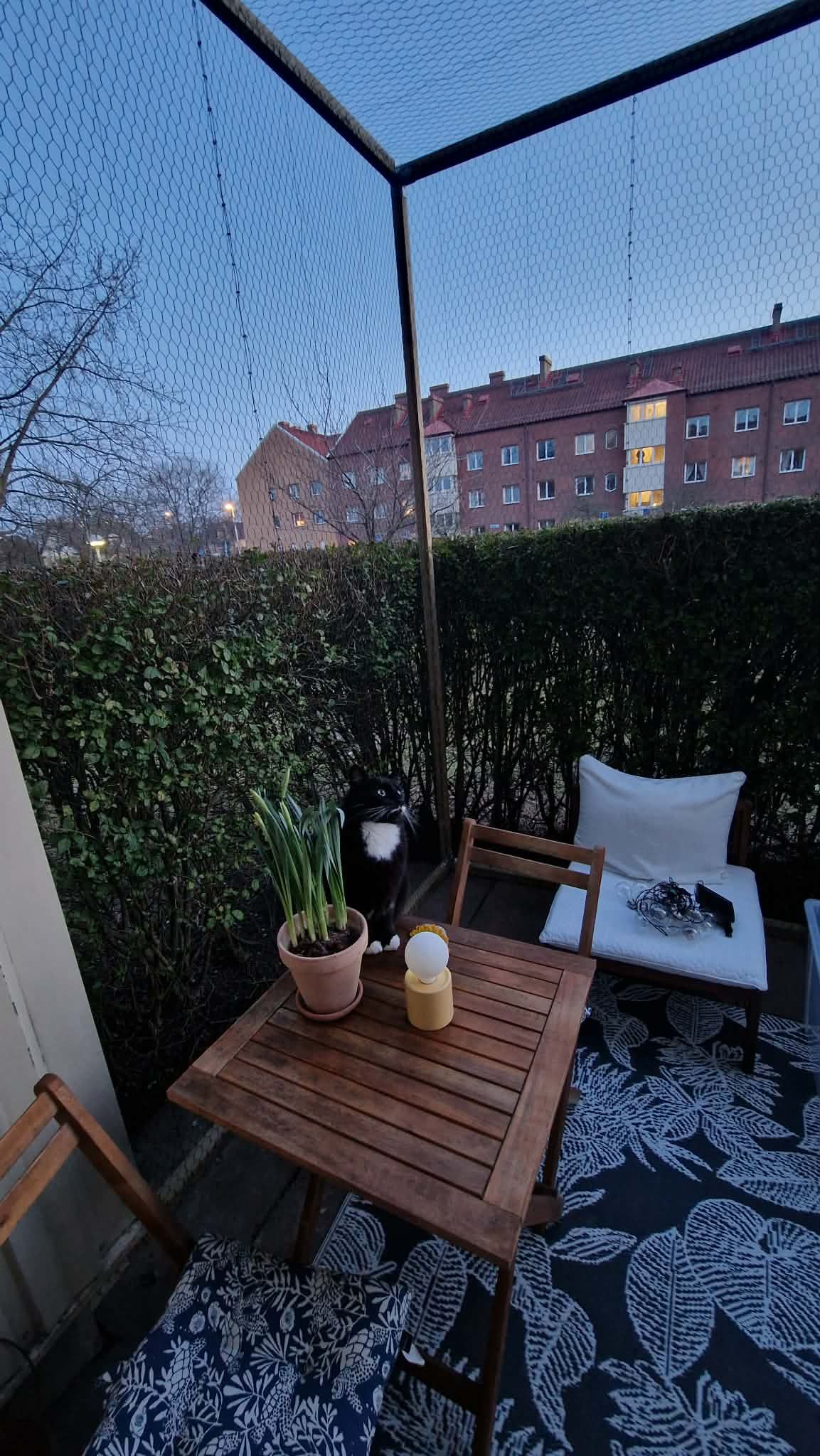 Katt på säkrad balkong. Kattbalkong Malmö - Lund - Klippan - Helsingborg - Lomma - Skåne