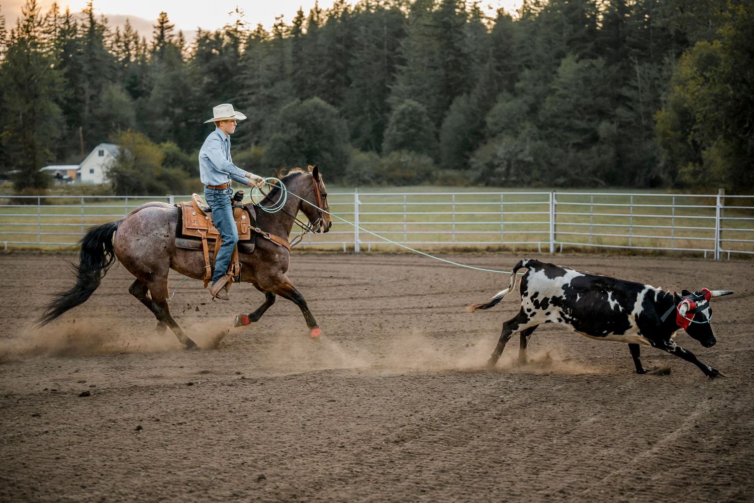 Cowboy on horseback roping a black and white cow in a dusty outdoor arena surrounded by pine trees.