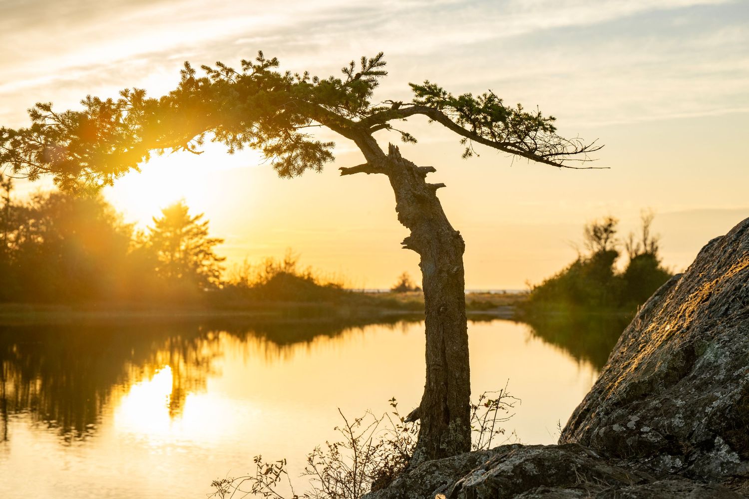 Lone twisted tree silhouetted against golden sunrise reflecting on calm river in serene landscape.