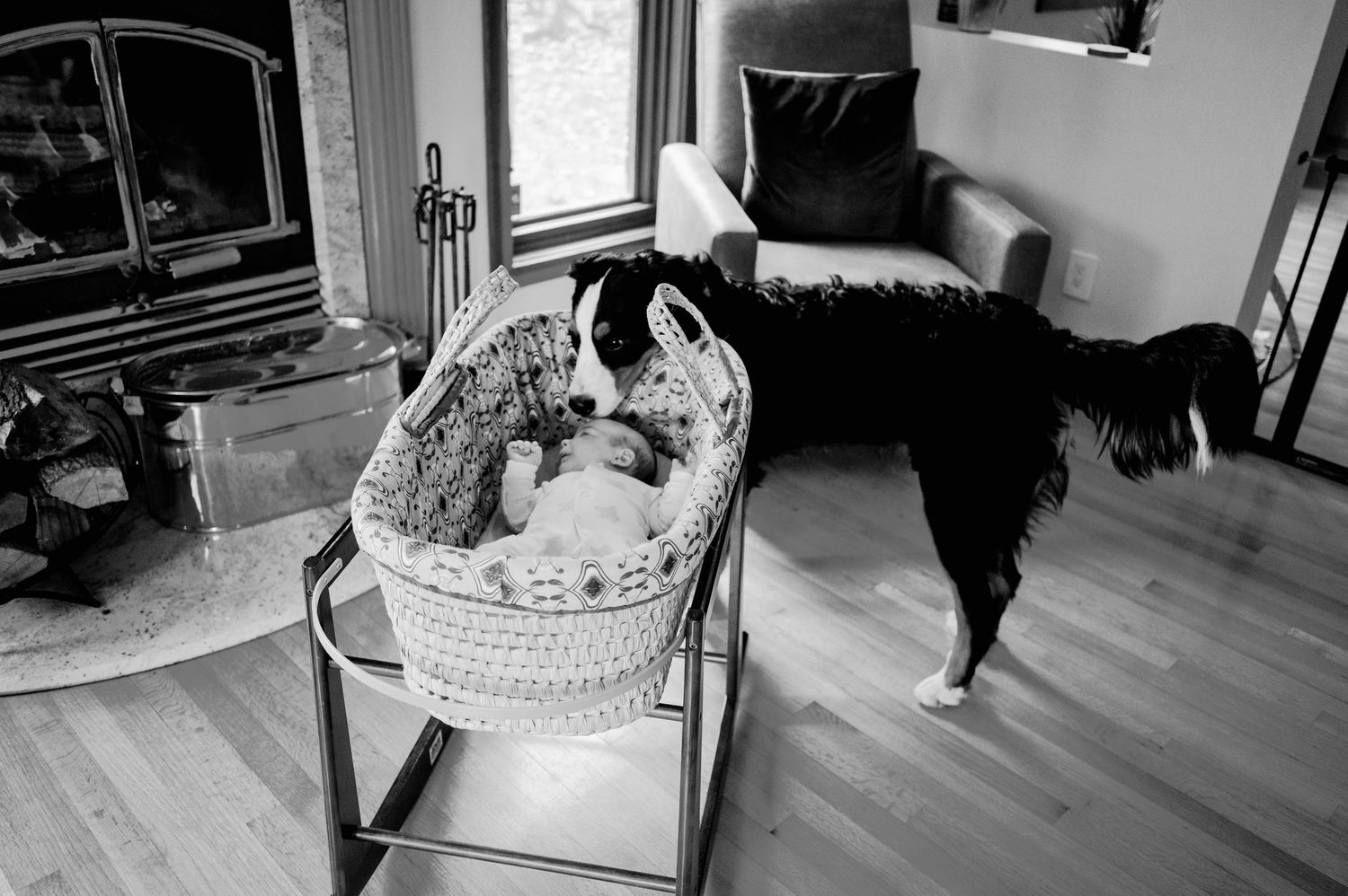 Newborn in bassinet with dog looking in. Ottawa Newborn Photography. Ottawa Family Photography