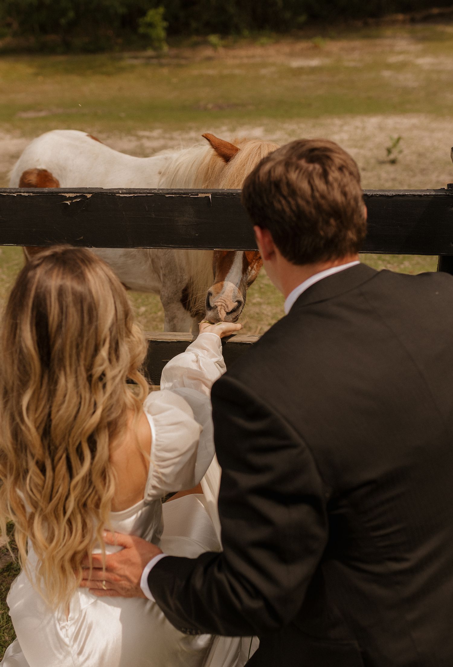 Bride and groom in wedding attire feeding a white horse through a wooden fence.