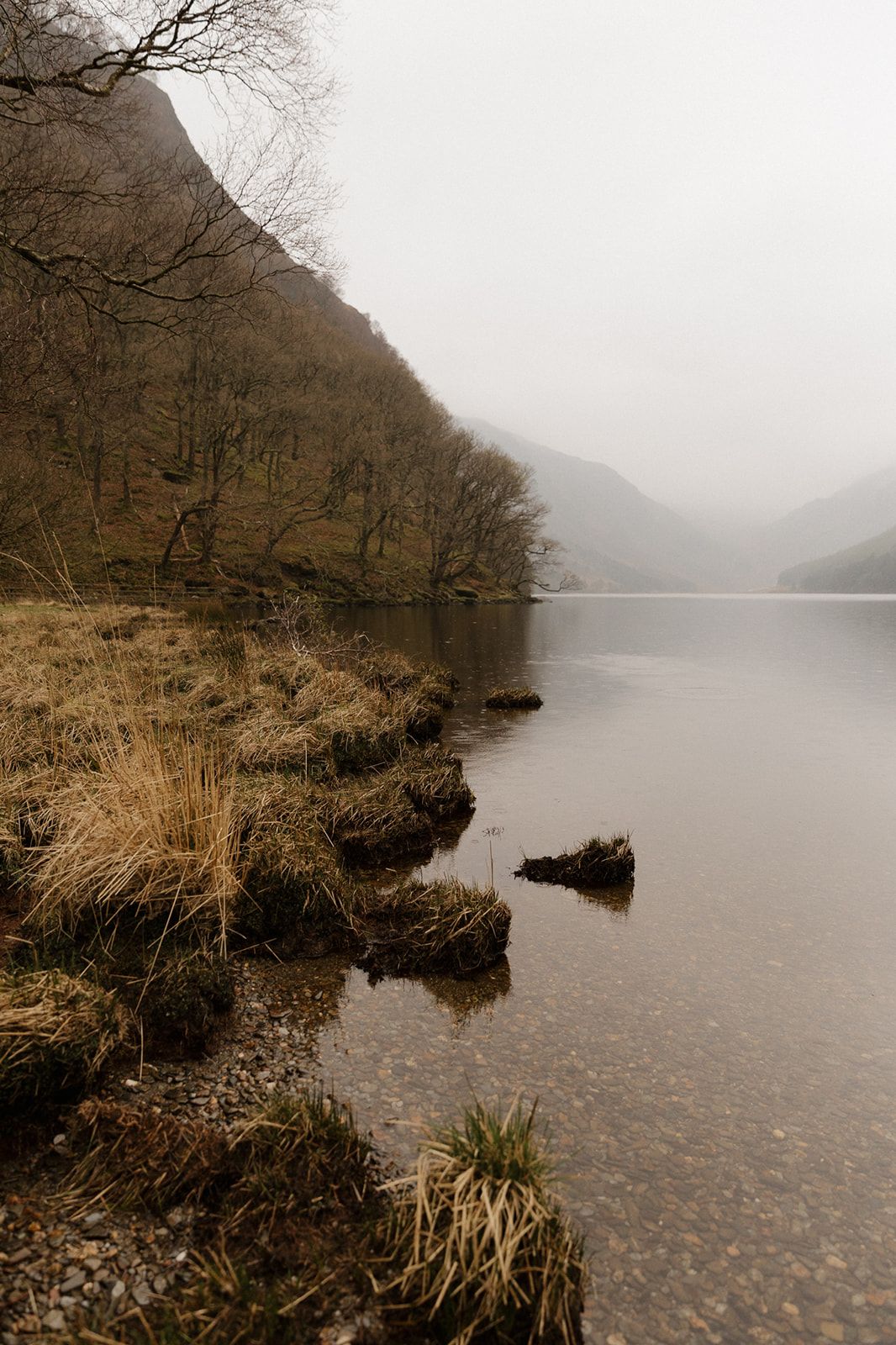 Misty lake shoreline with bare trees, tufted grass, and mountain reflections on a foggy day.