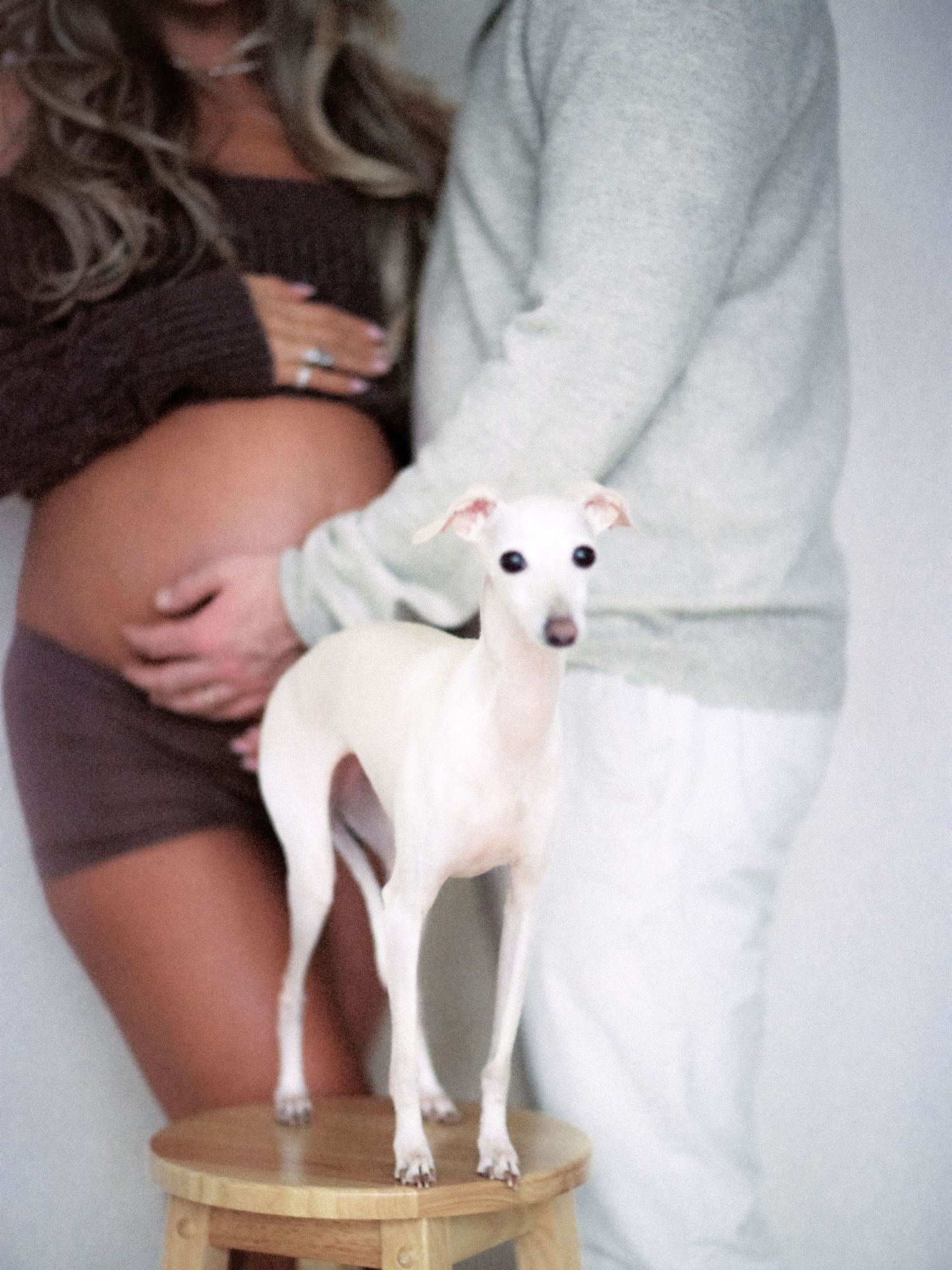 Pregnant couple with small white Italian Greyhound dog standing on wooden stool in studio setting.