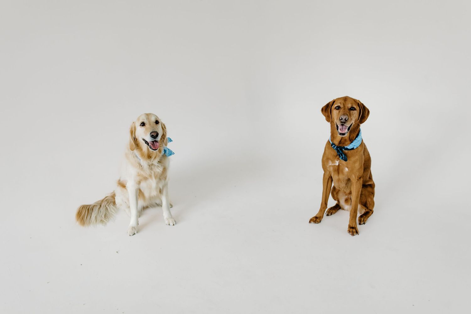 A series of five photos showing a playful golden retriever puppy in various poses against a white background.