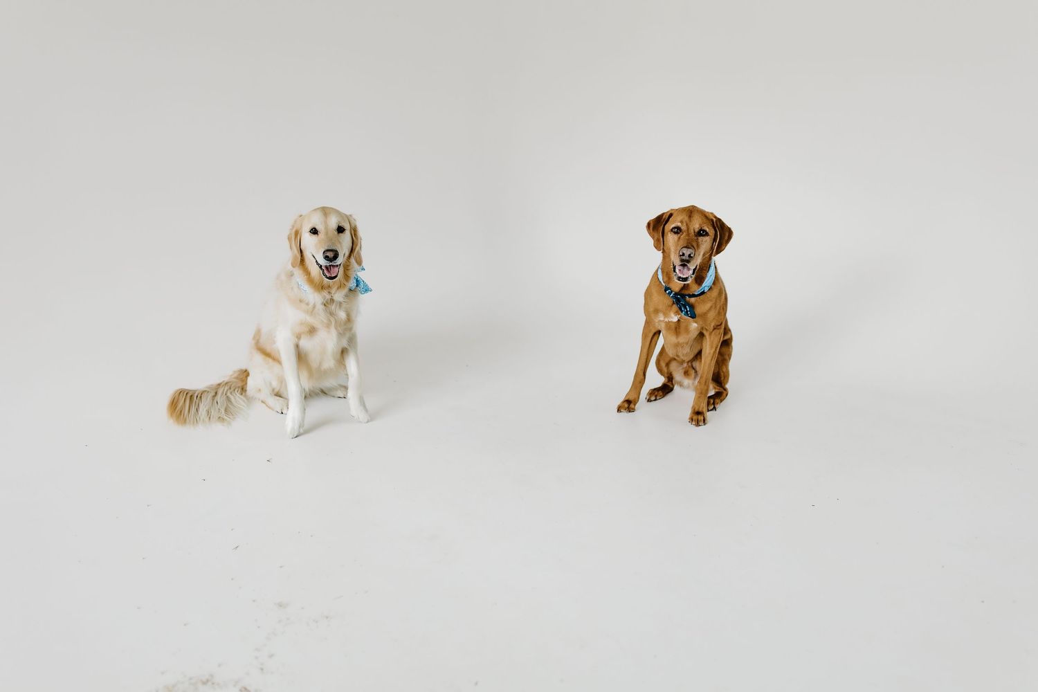 Three friendly dogs sitting and lying down together against a white background.