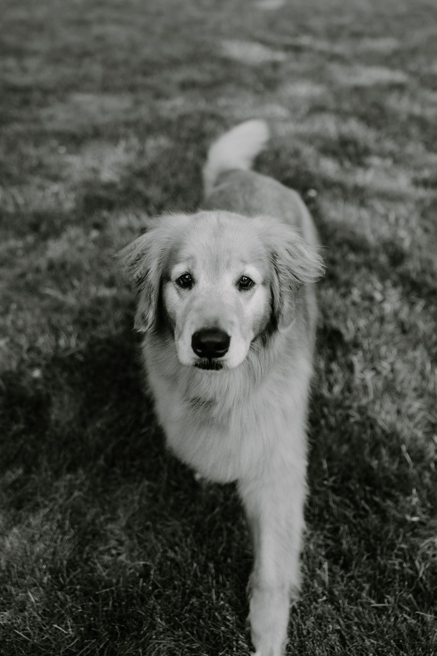 A series of black and white photos showing a white dog's face from different angles in grassy outdoor setting.