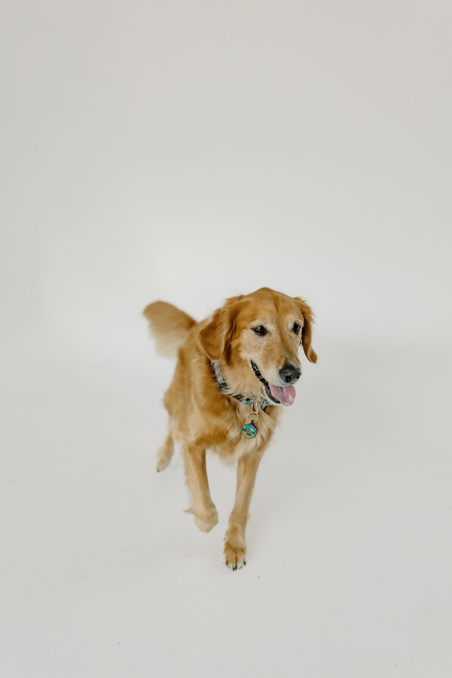 Golden retriever dog jumping and playing against a white studio background.