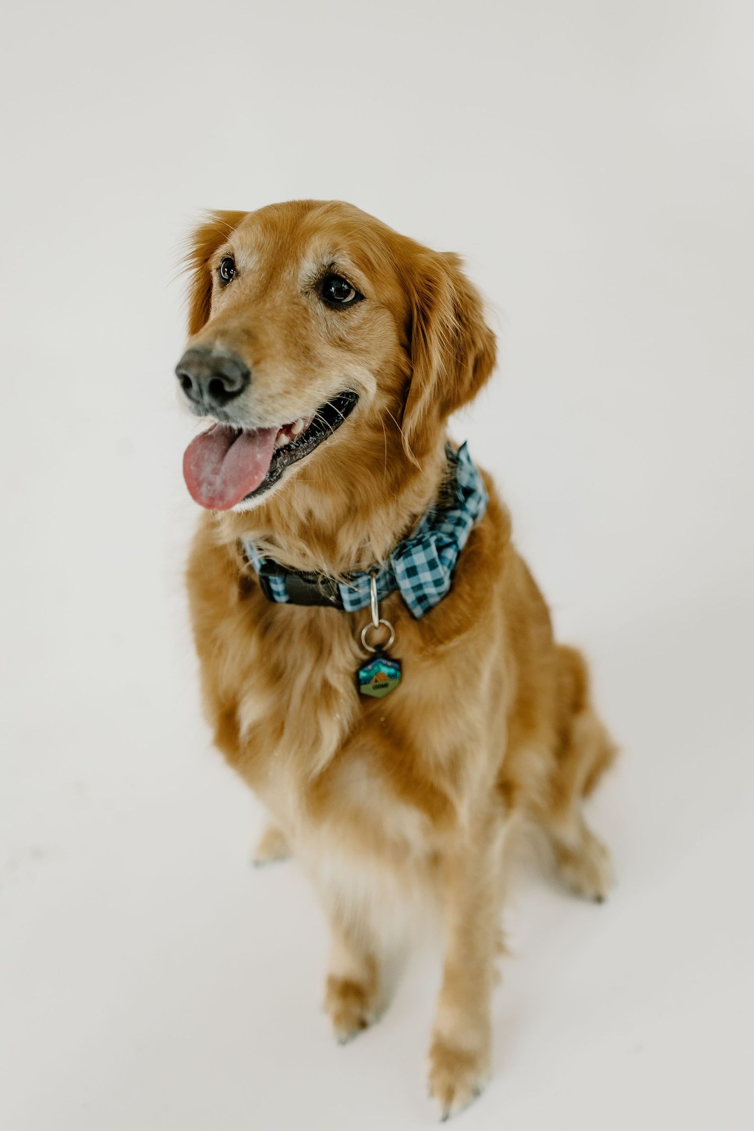 Happy Golden Retriever wearing a blue plaid collar sits against white background with tongue out and friendly expression.