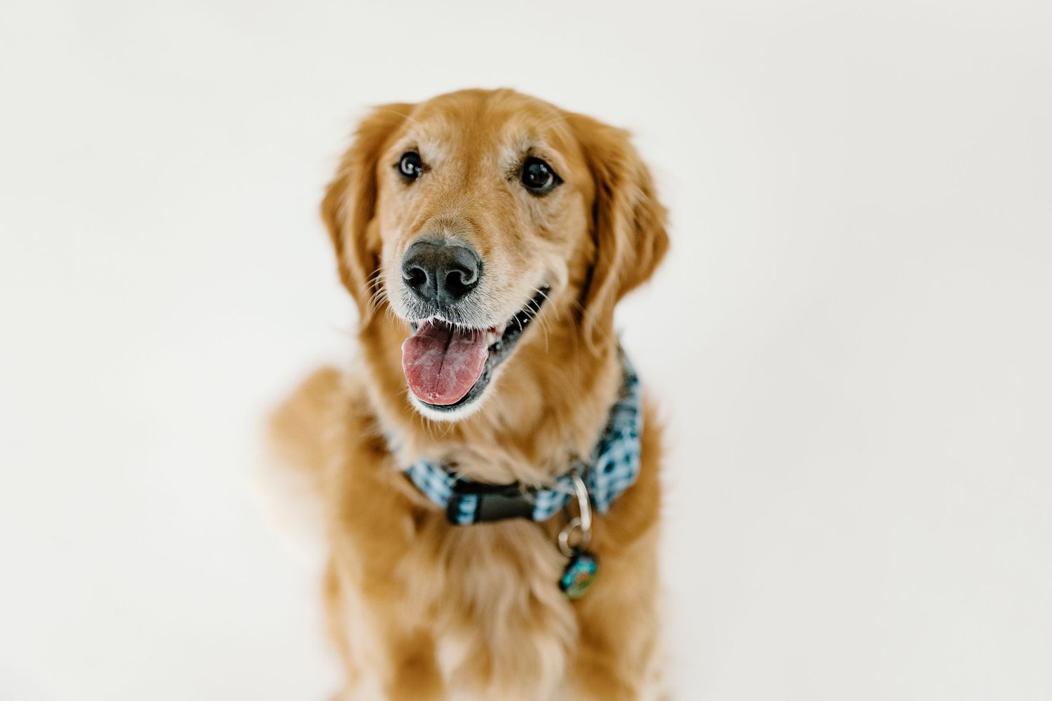 Smiling golden retriever wearing a blue plaid collar shown in multiple portrait views.