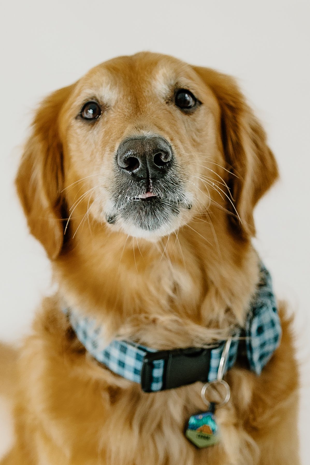 Golden retriever dog wearing blue plaid collar makes playful expressions in series of close-up portrait photos.