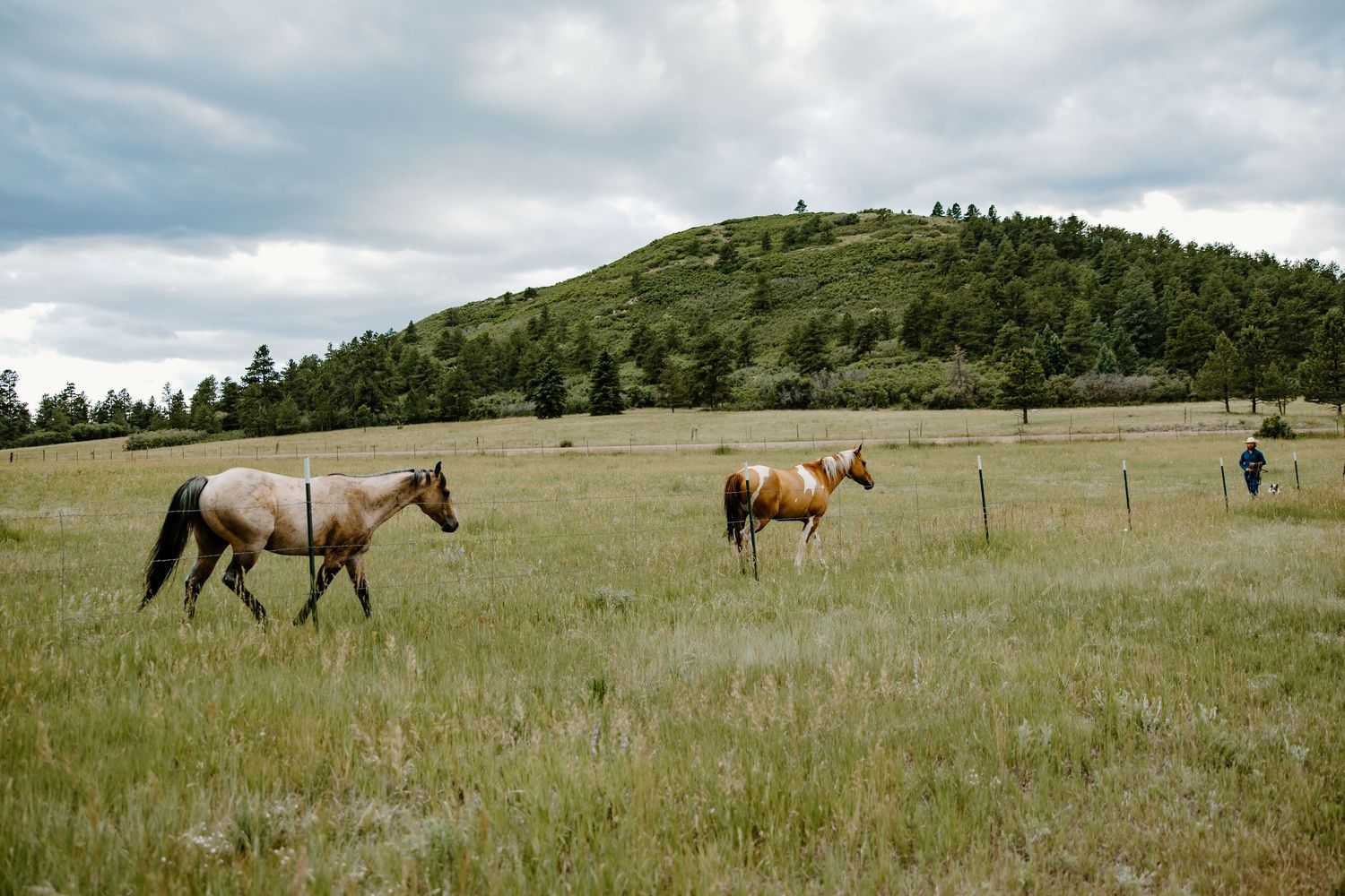 Panoramic view of horses grazing in a green rolling pasture under cloudy skies in Montana.