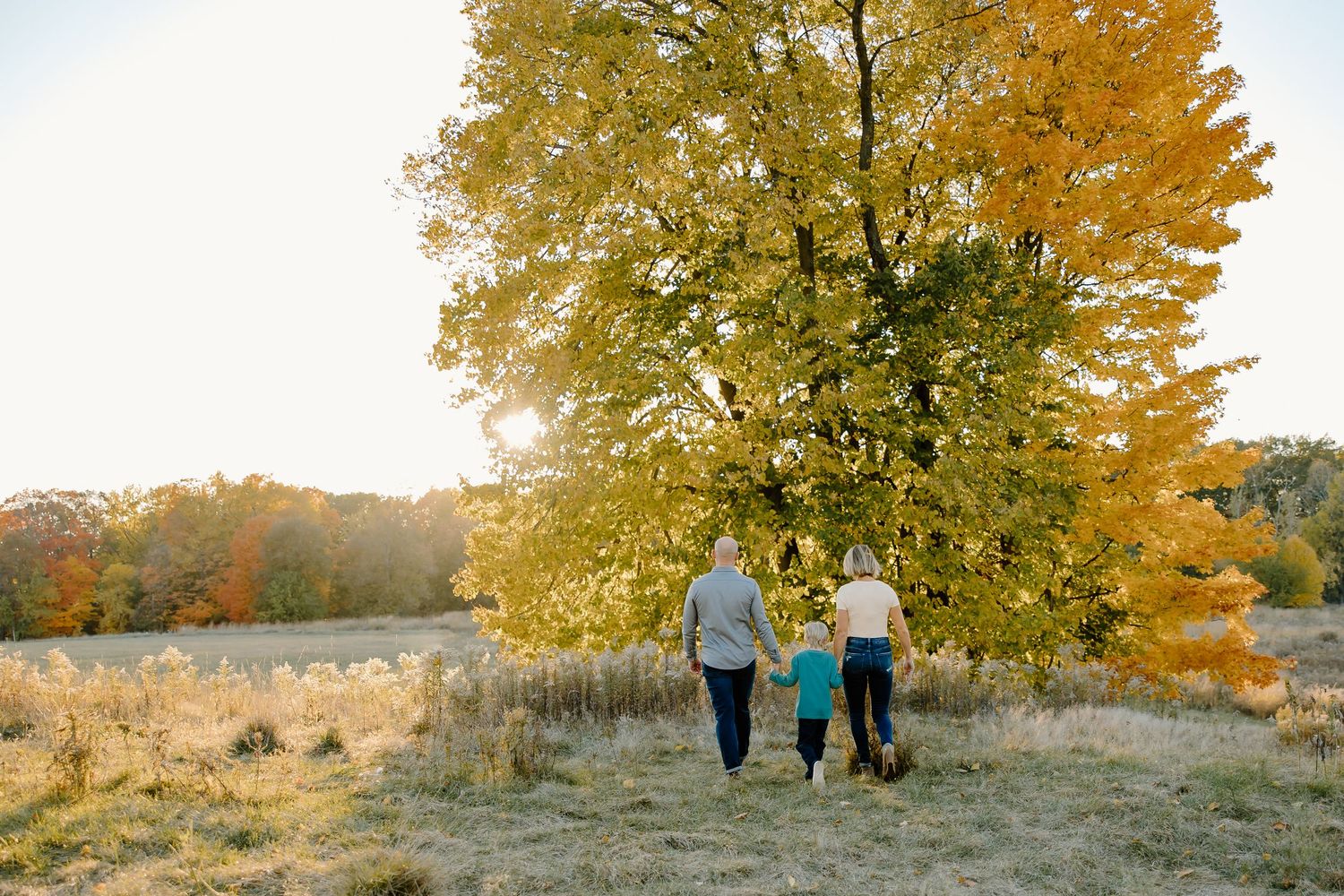 Beautiful fall landscape with large yellow maple tree during golden hour.