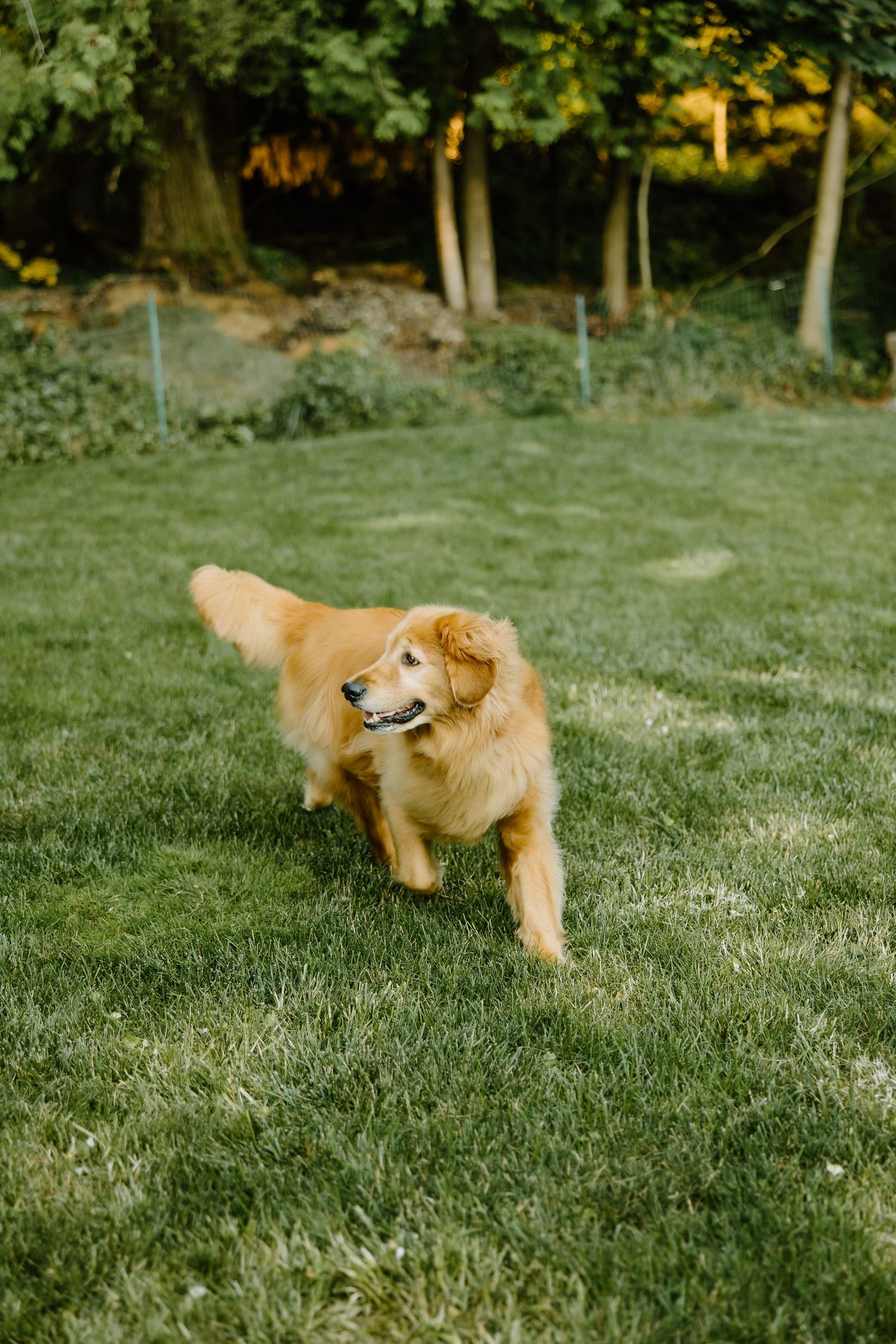A golden retriever dog playfully running and jumping on green grass in a backyard with trees in the background.