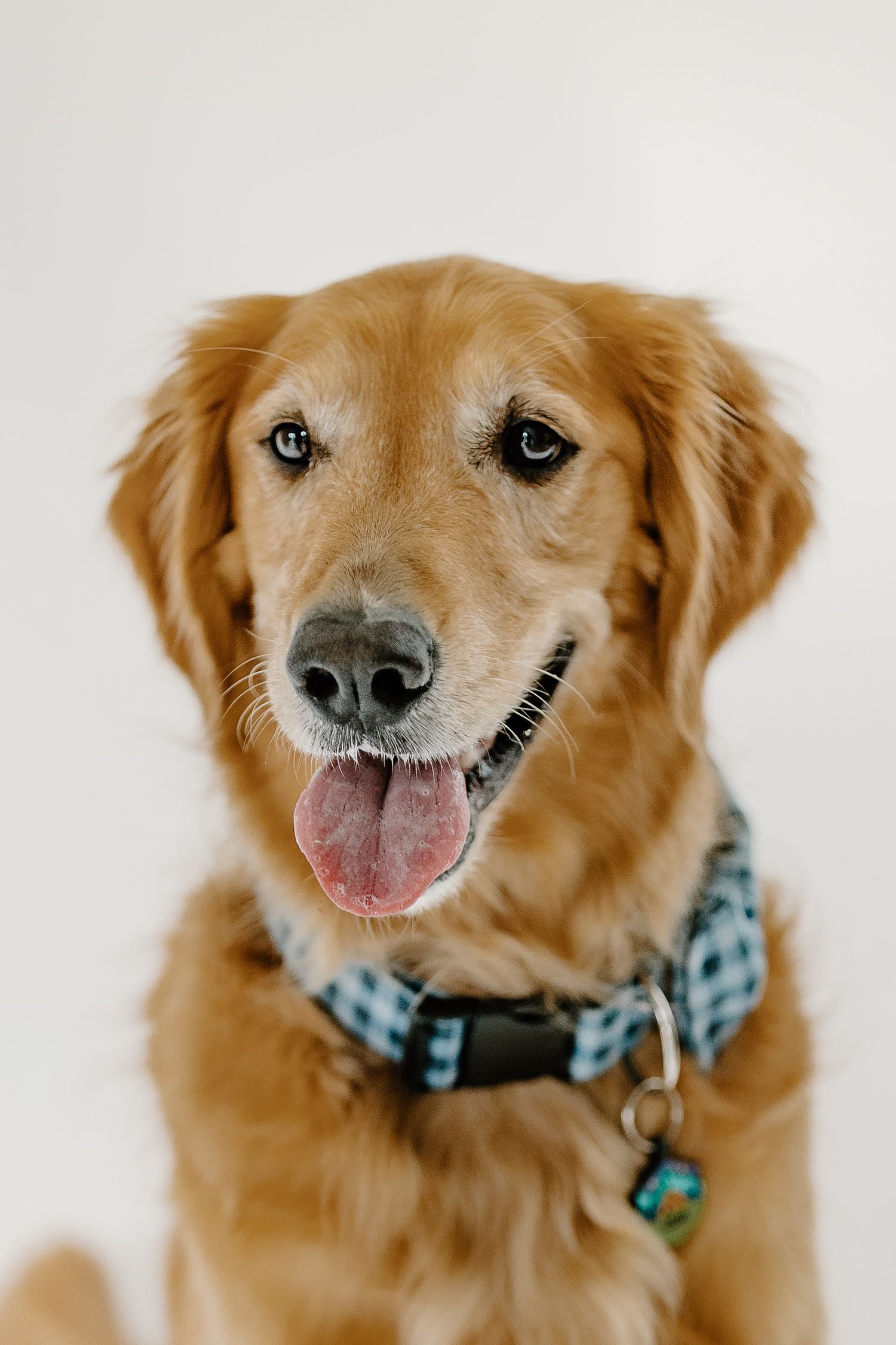 Portrait series of a friendly golden retriever wearing a blue and white plaid collar.