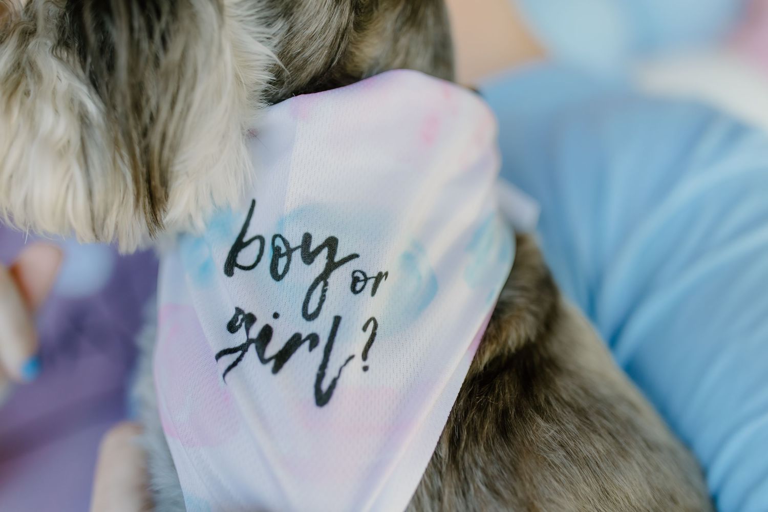 Close-up of decorative elements at a gender reveal celebration.