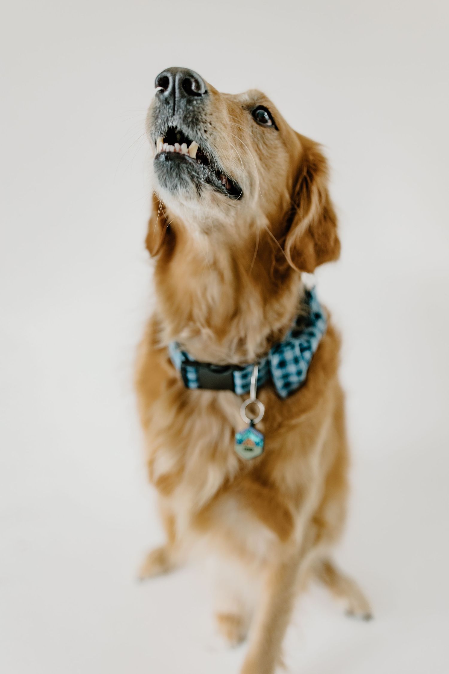 Golden retriever with blue plaid collar shown in various poses against white background.