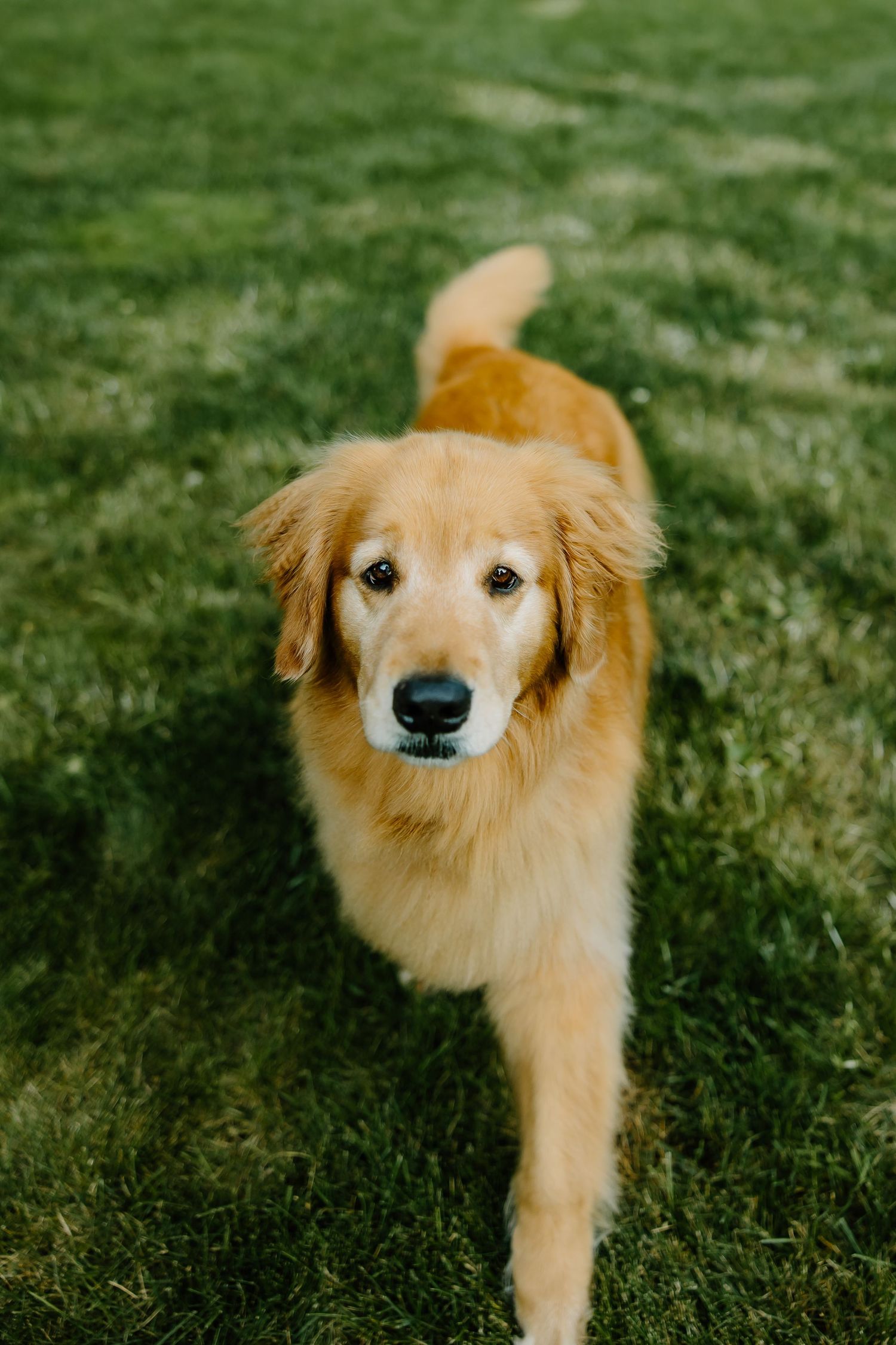 Golden retriever dog with fluffy fur lying on green grass in sunlight.