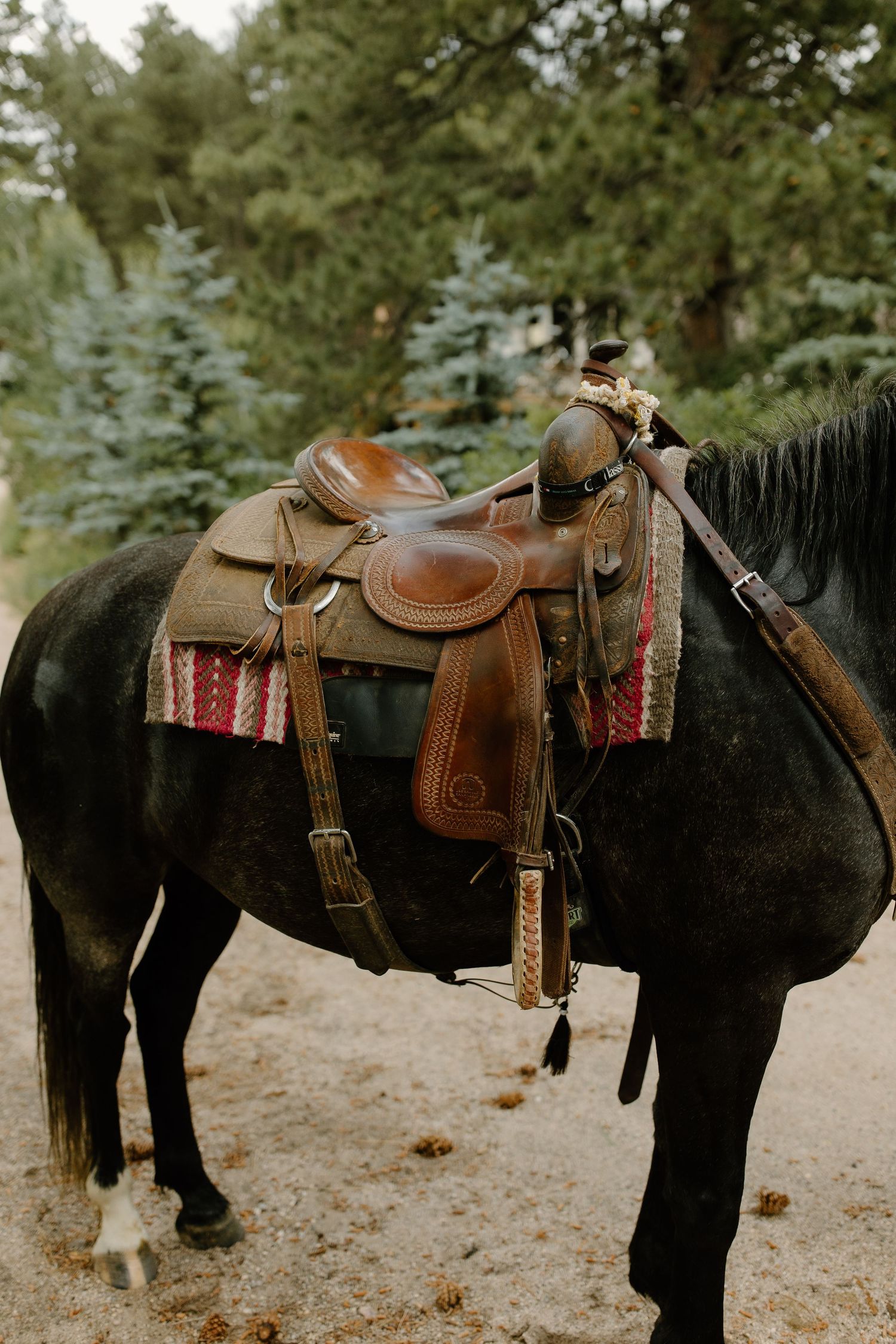 Row of saddled black horses with western leather saddles and decorative blankets standing in line on dirt ground.