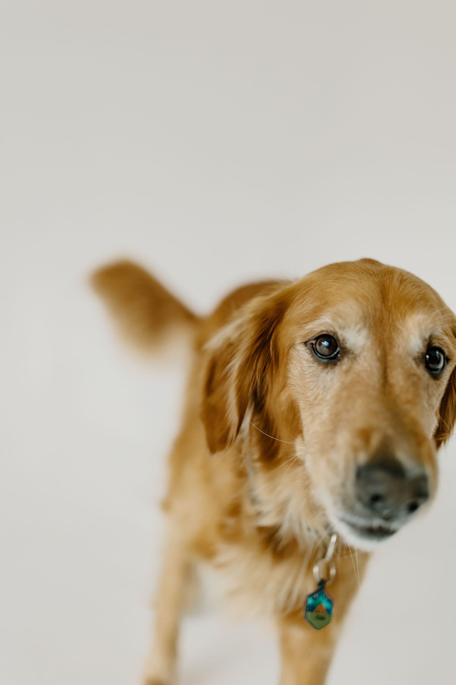 Side profile views of a golden retriever with blue checkered collar against white background.