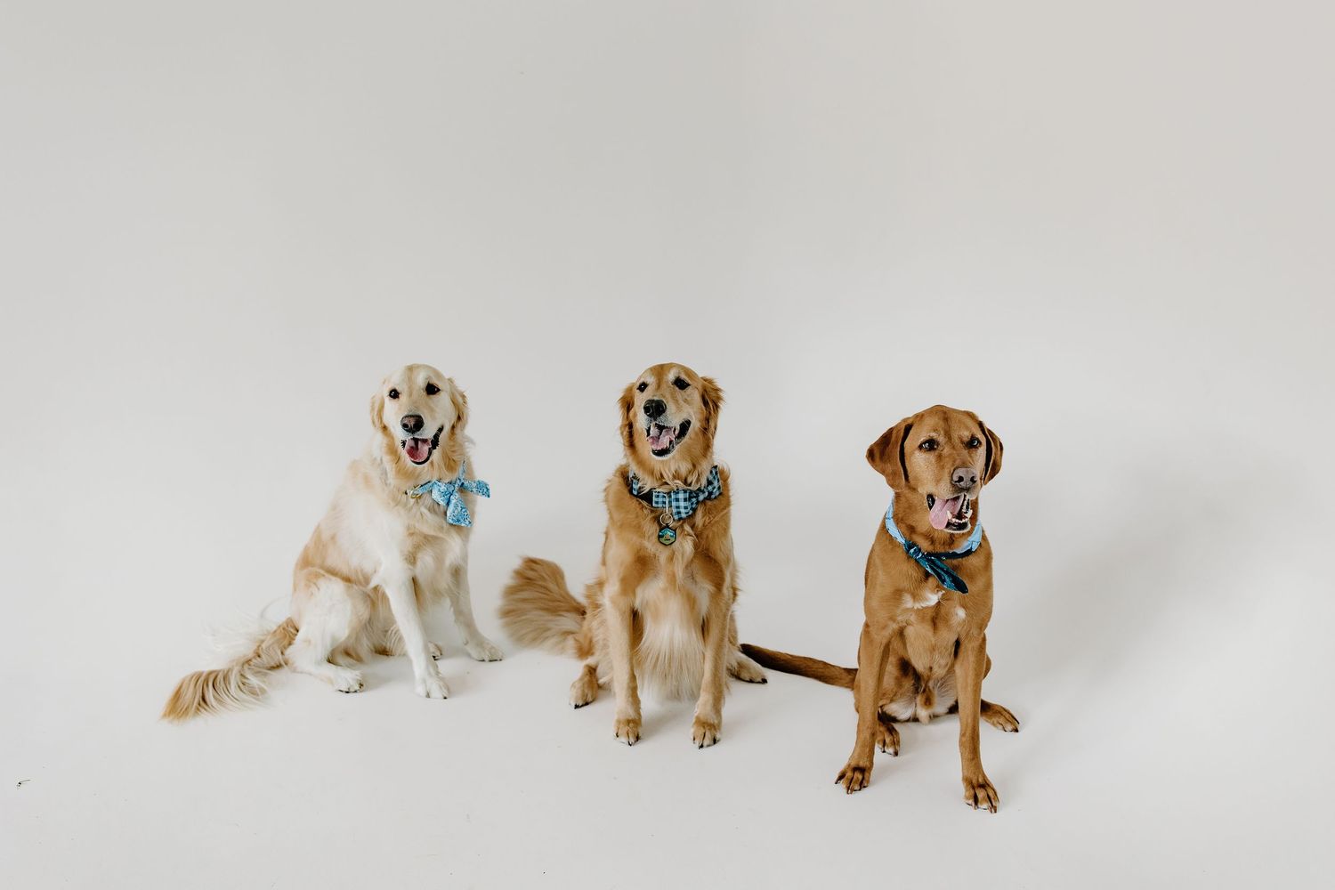 Three golden retrievers and a yellow lab sitting together in a bright studio setting.