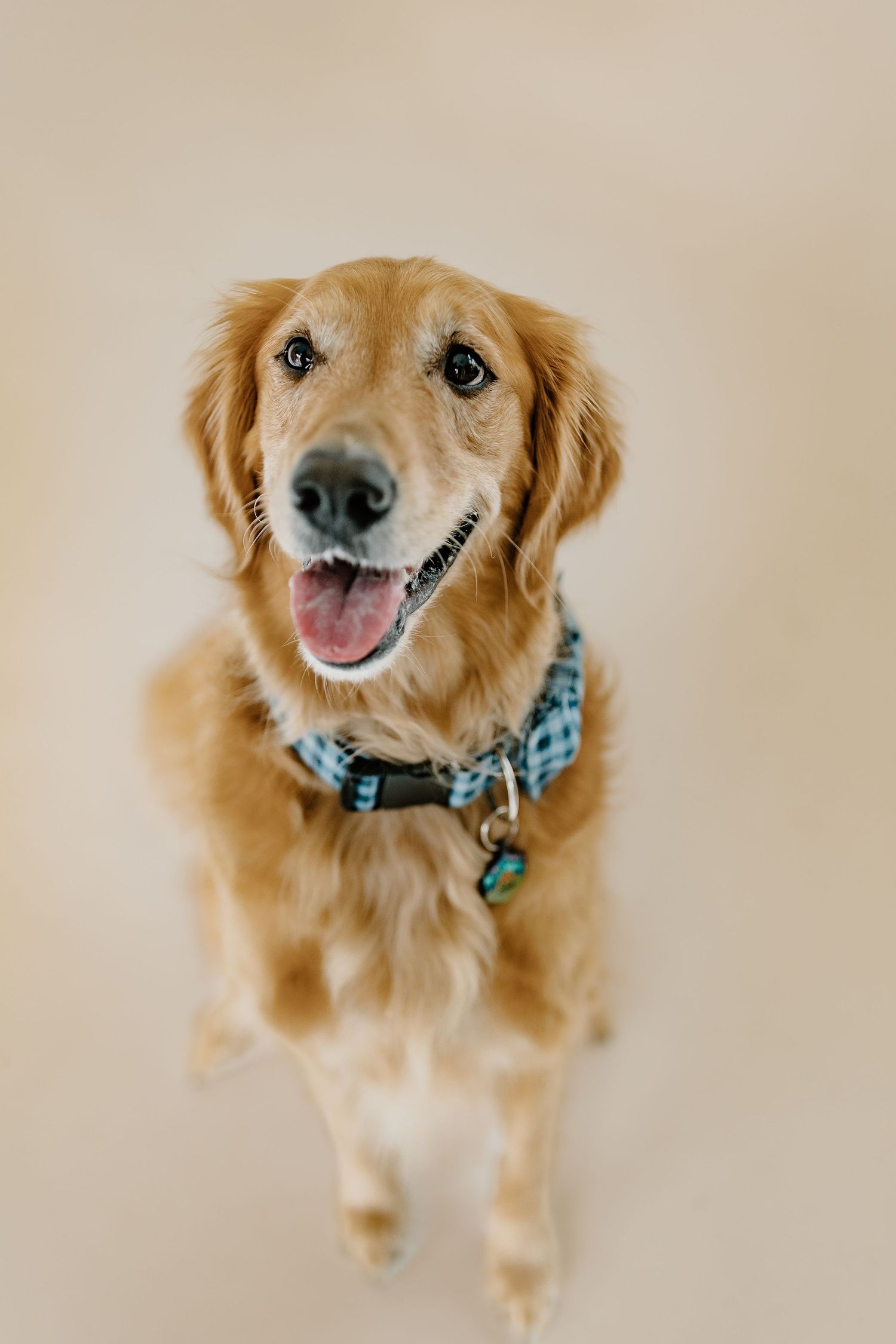 A happy golden retriever wearing a turquoise collar smiles at the camera in a series of four similar poses.