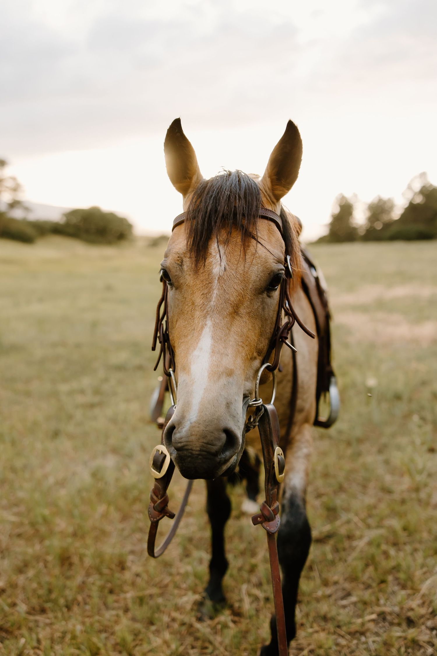 Close-up shots of a brown horse's face with bridle equipment against a soft natural background.