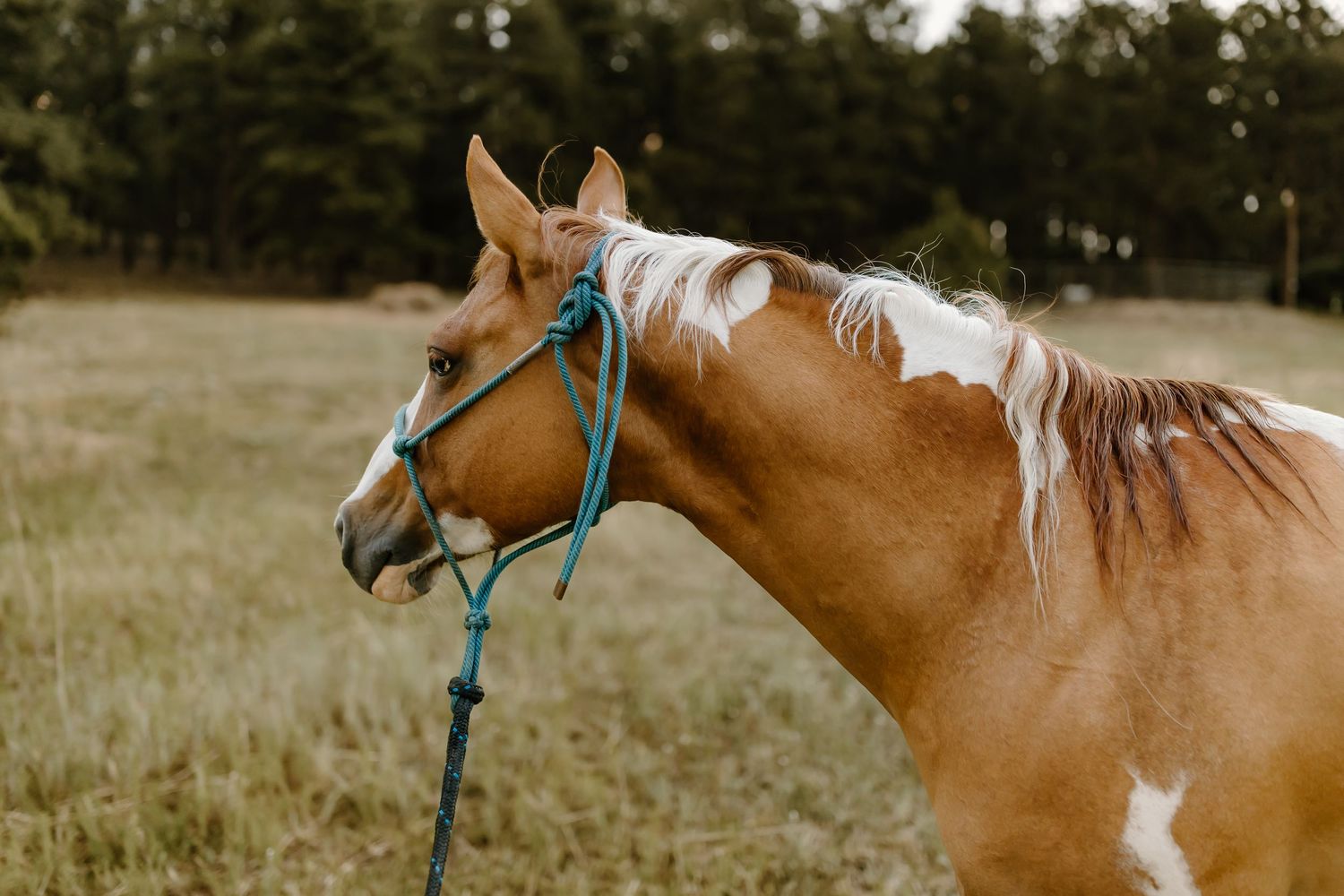 A brown horse with white markings stands in a grassy field at sunset.