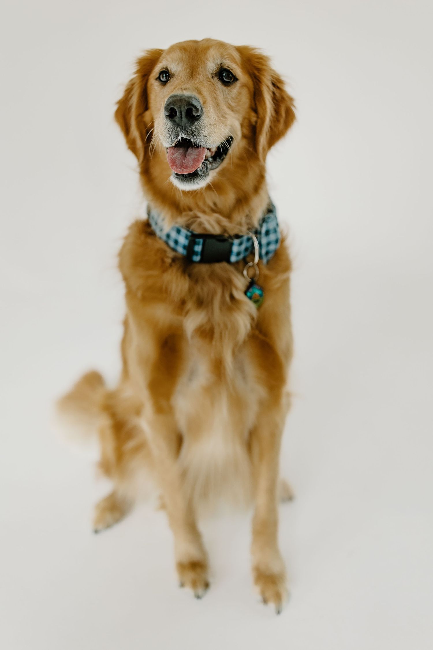 Golden retriever wearing a blue plaid bowtie collar sits and smiles in a series of five heartwarming poses against white background.